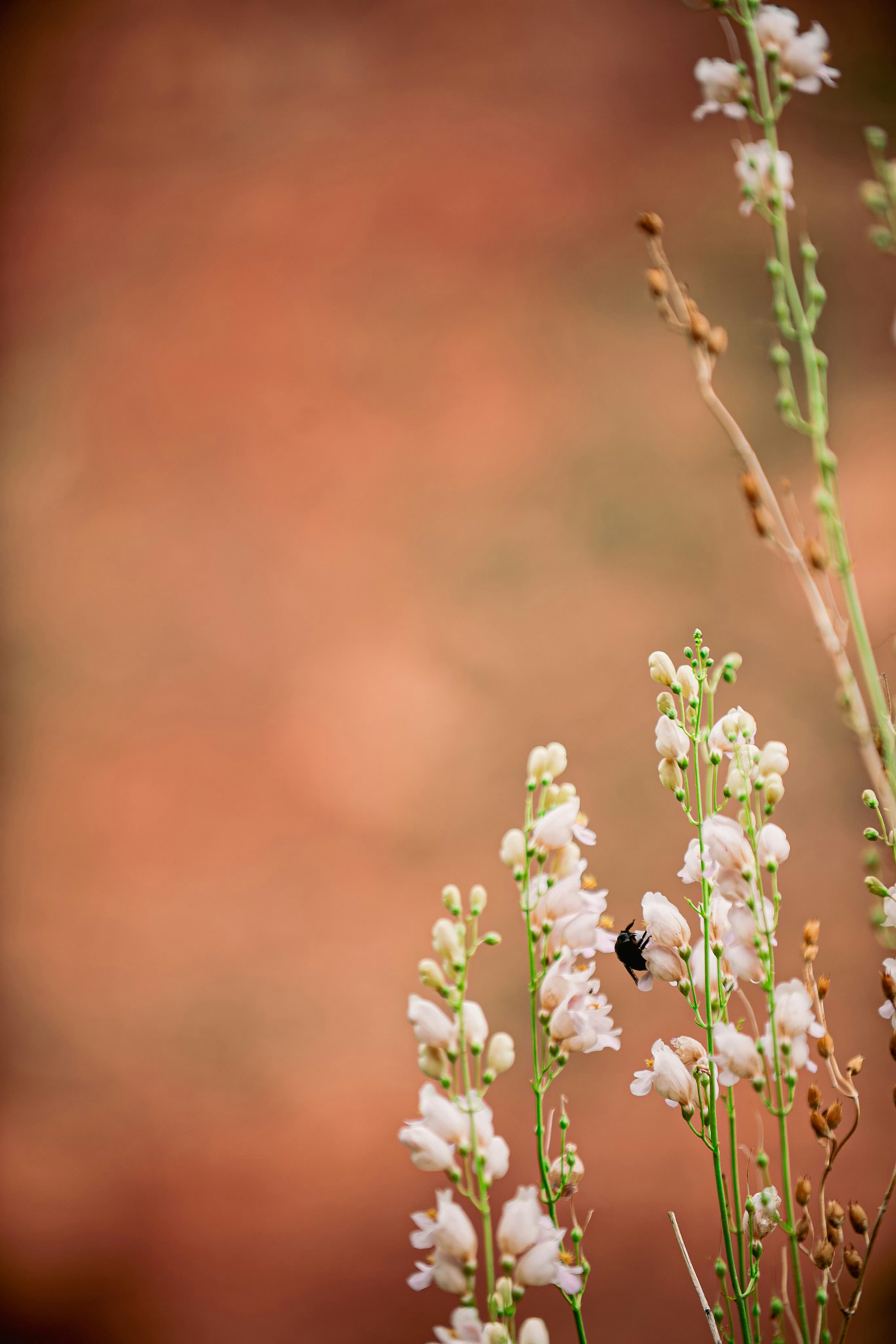 As flores desabrocham com uma abelha contra um fundo avermelhado.