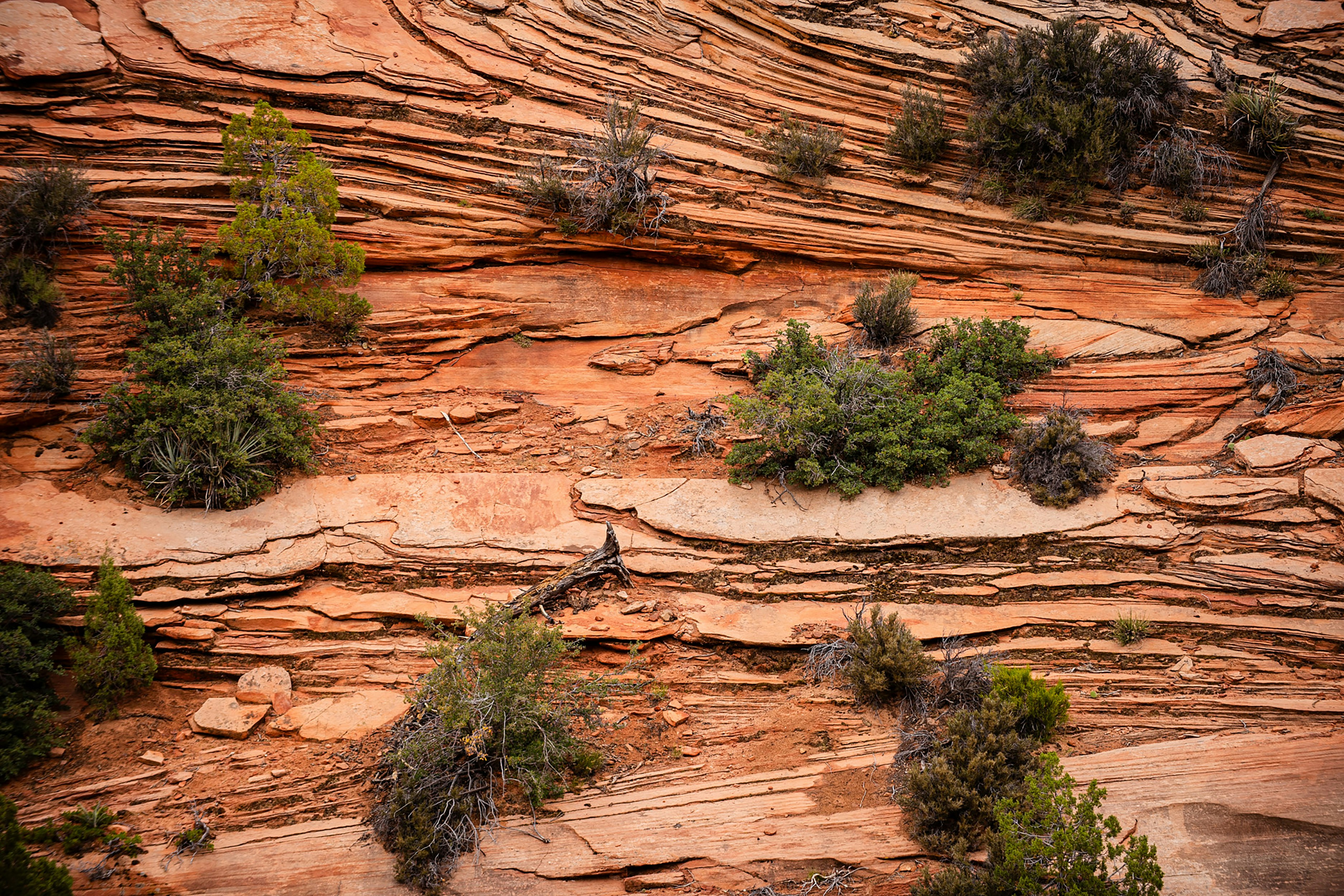 Camadas de formações rochosas vermelhas com vegetação esparsa.