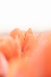 Orange tulips bloom in soft focus.