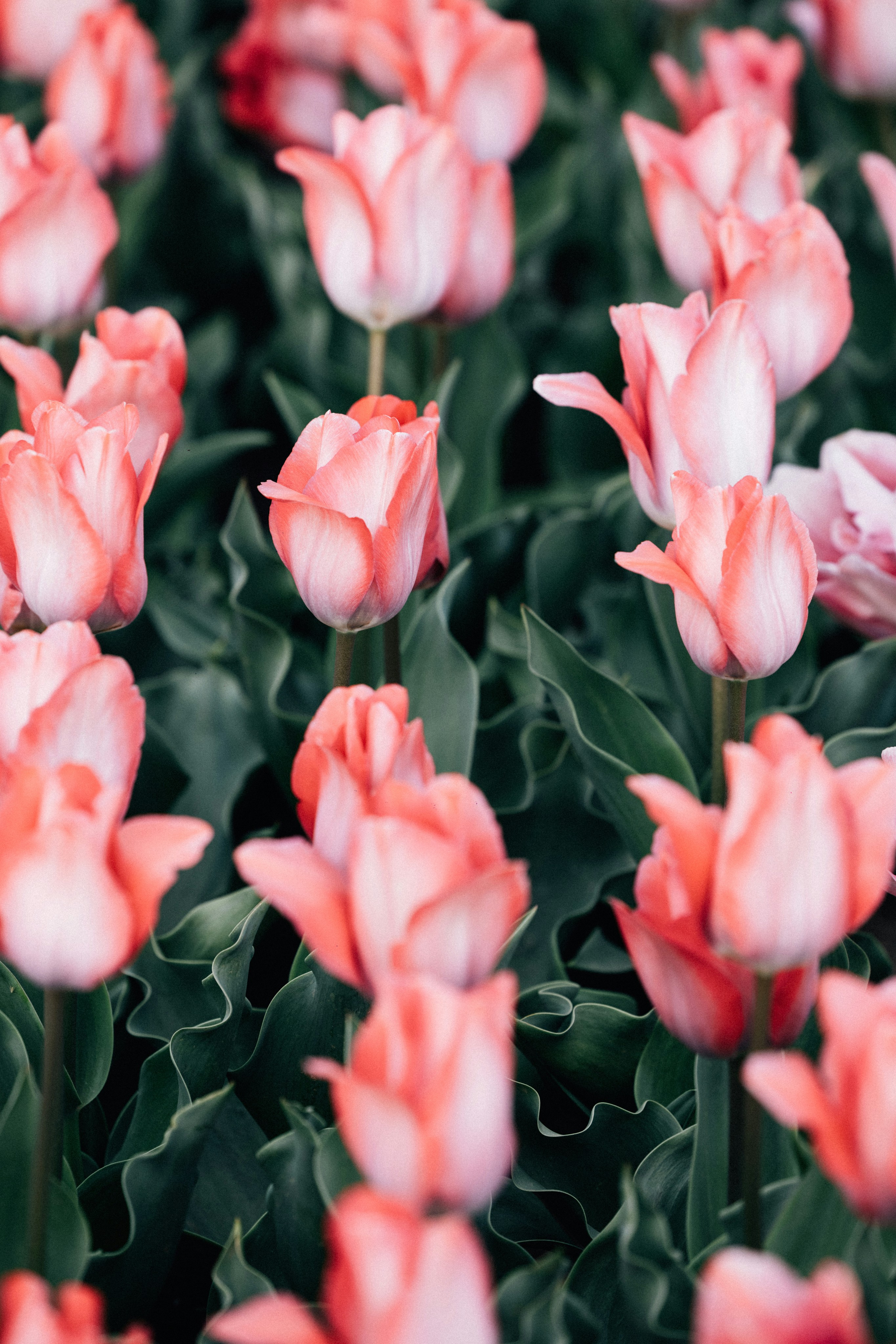 Photo by tsuyoshikozu