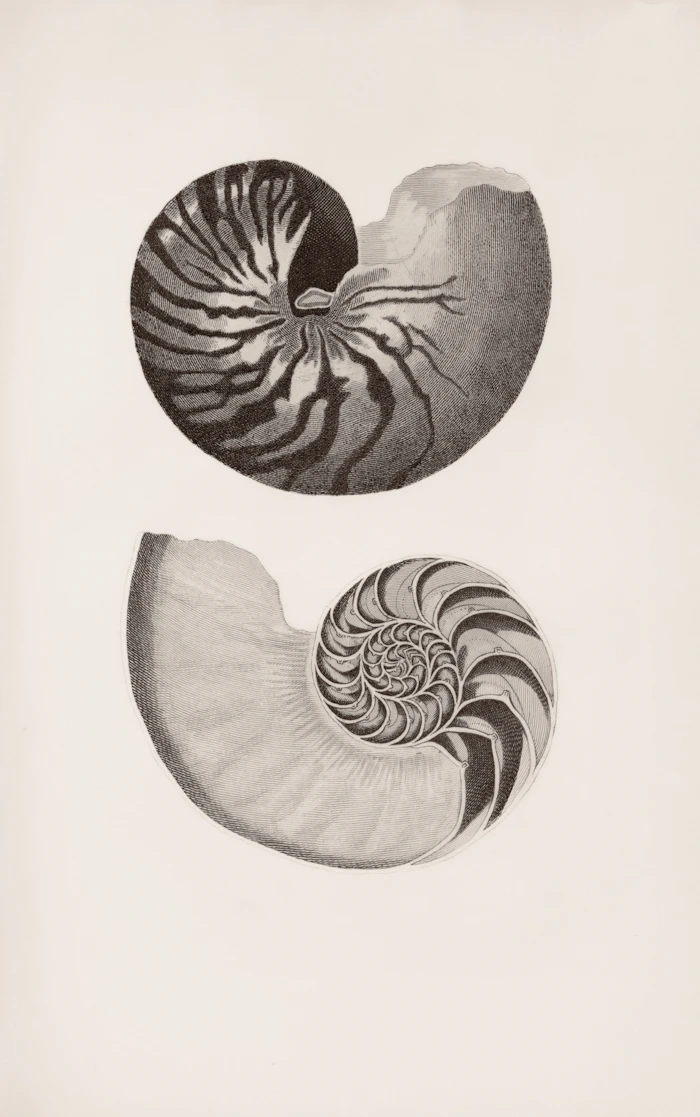 Illustration of two nautilus shells, one whole and one sectioned