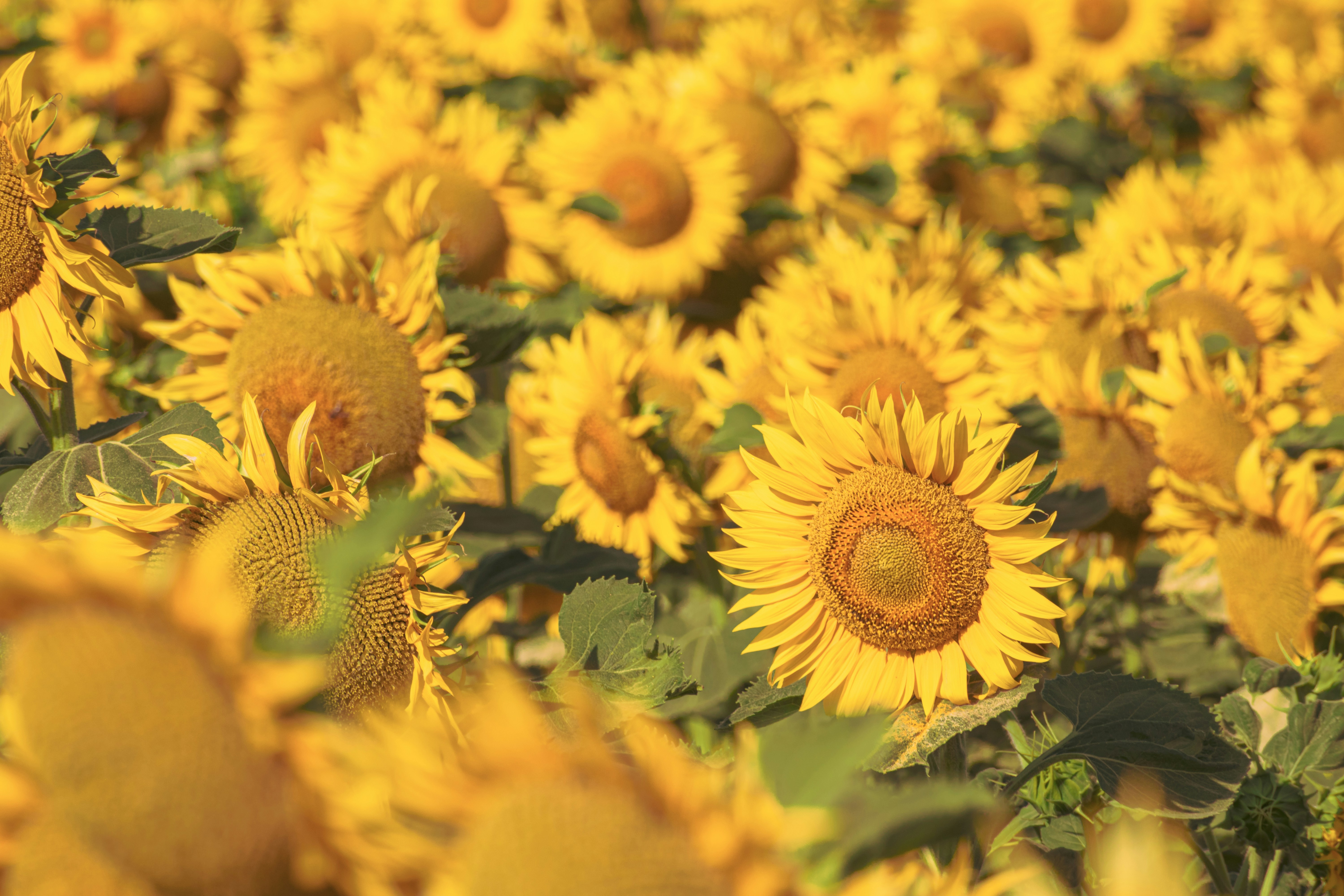 Field filled with bright, yellow sunflowers.
