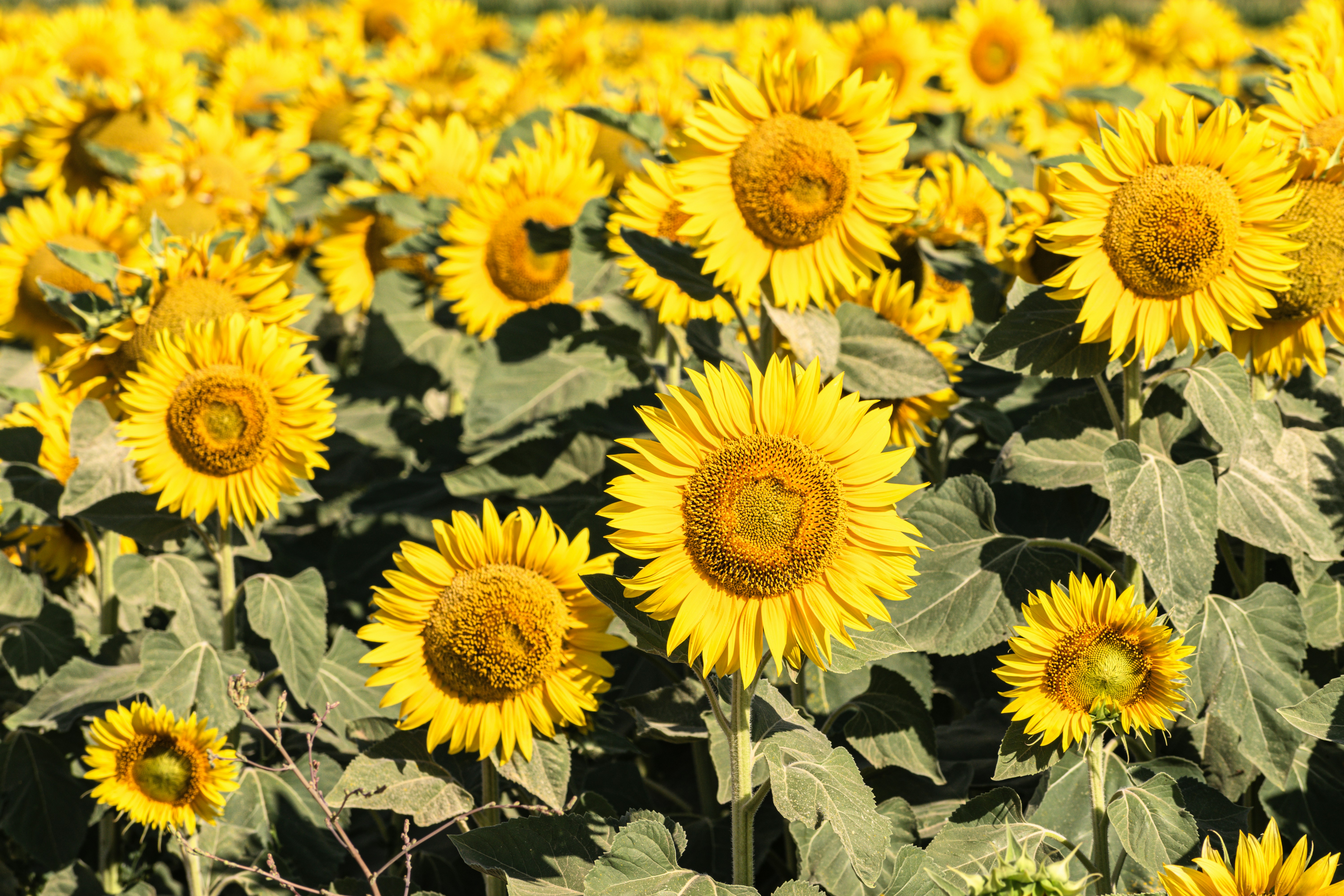A field full of beautiful, blooming sunflowers.