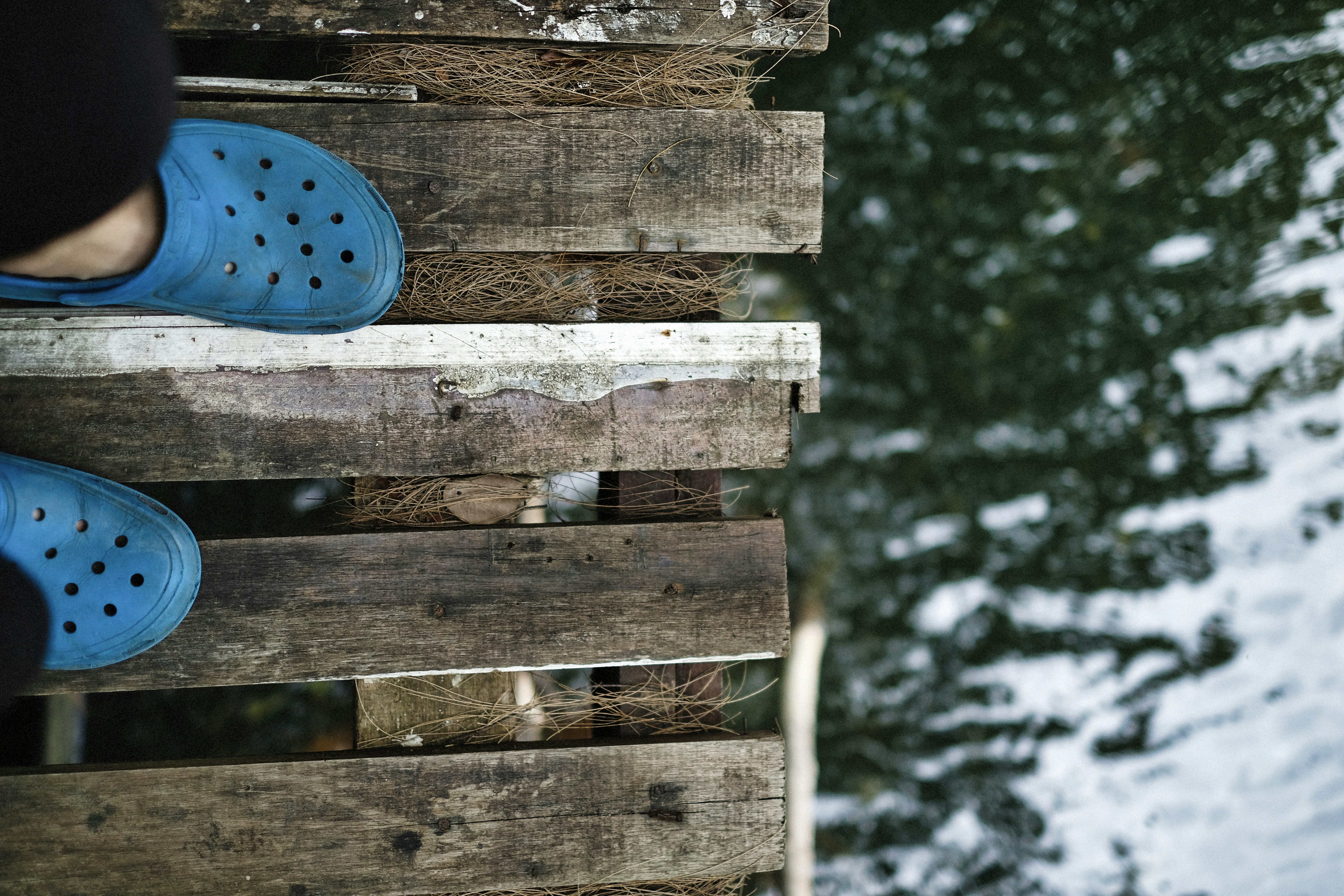 Crocodilos azuis estão em uma doca de madeira.