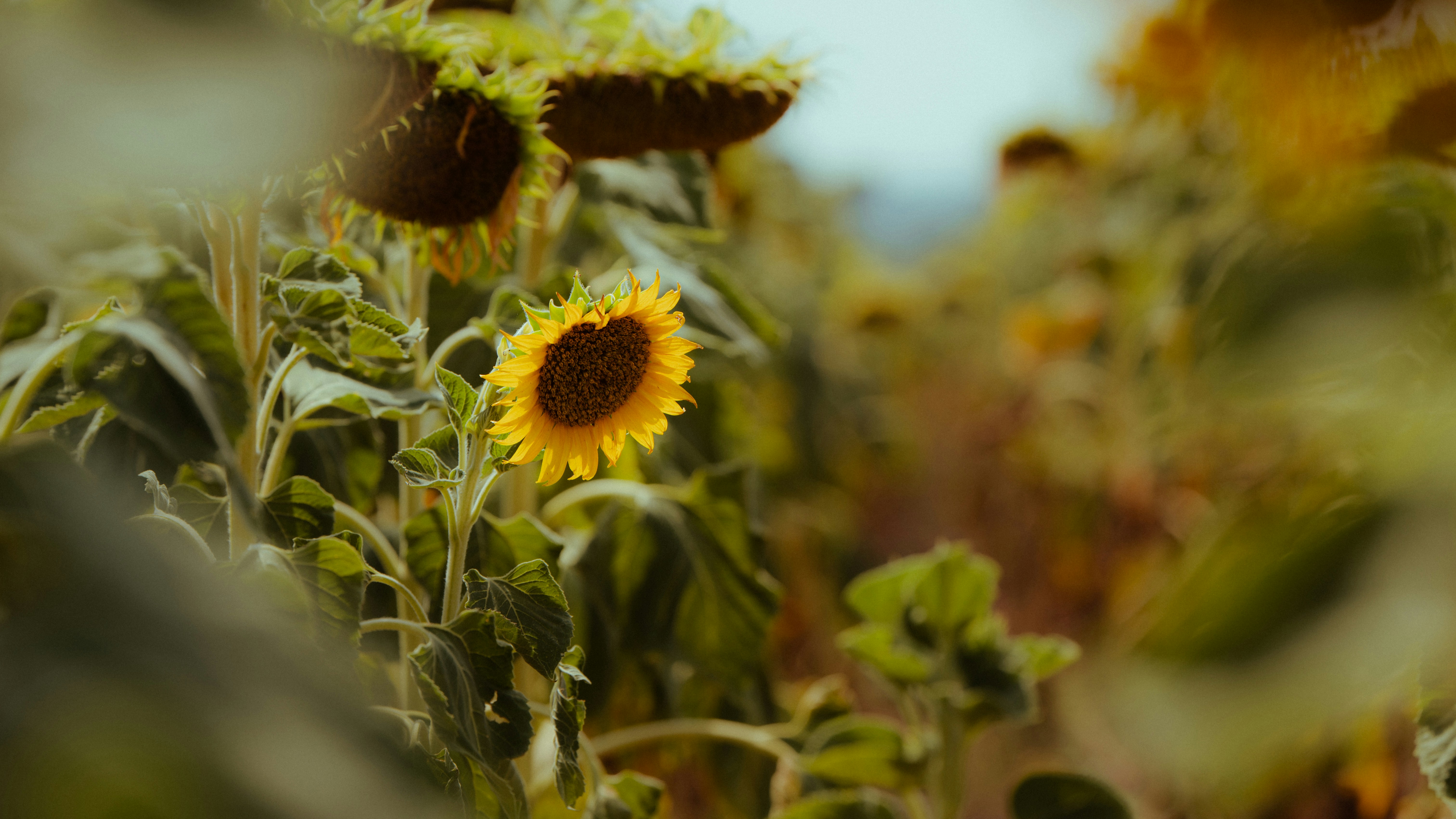 Photo by evgenievgenief