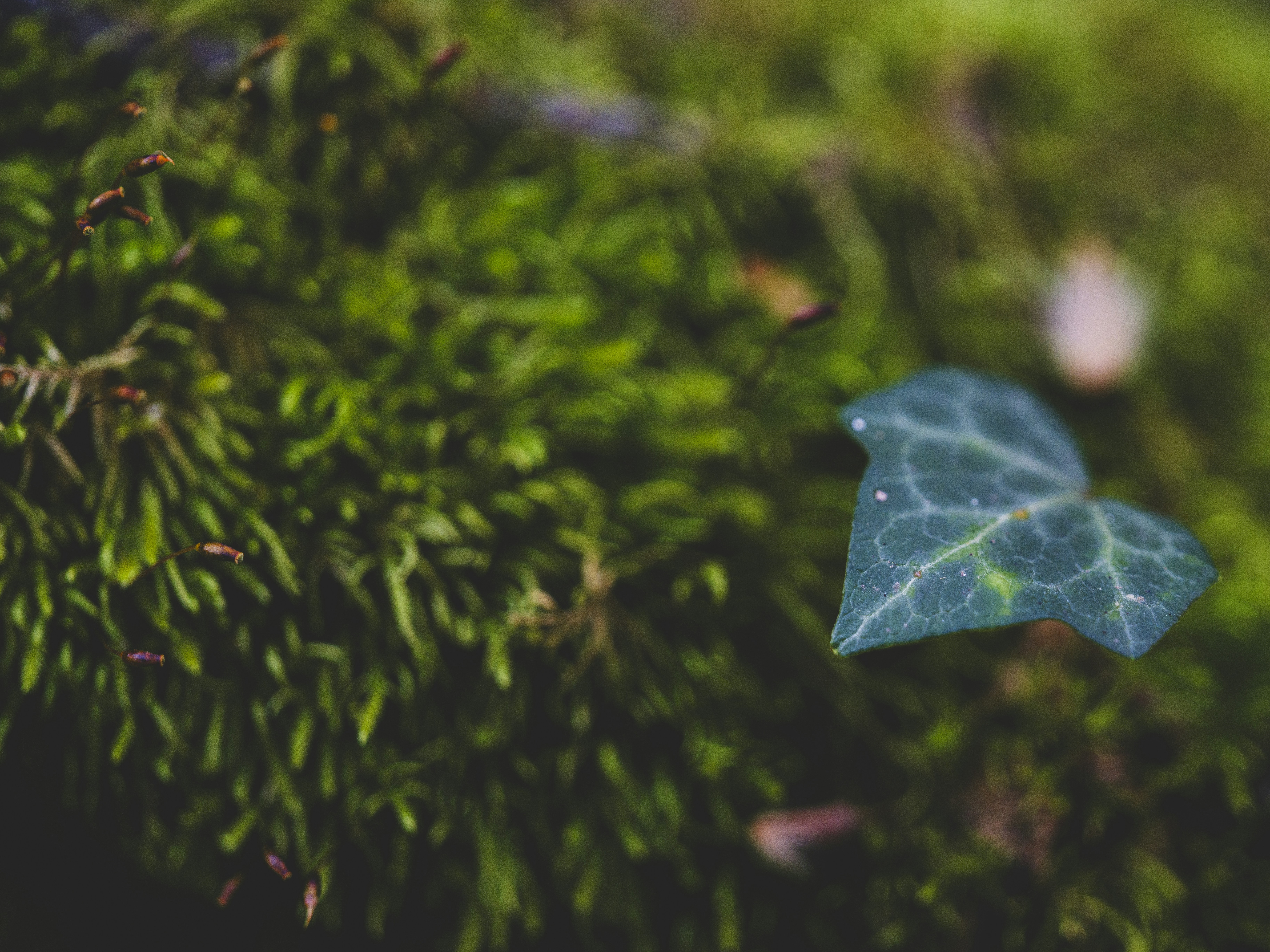 Photo by enginakyurt