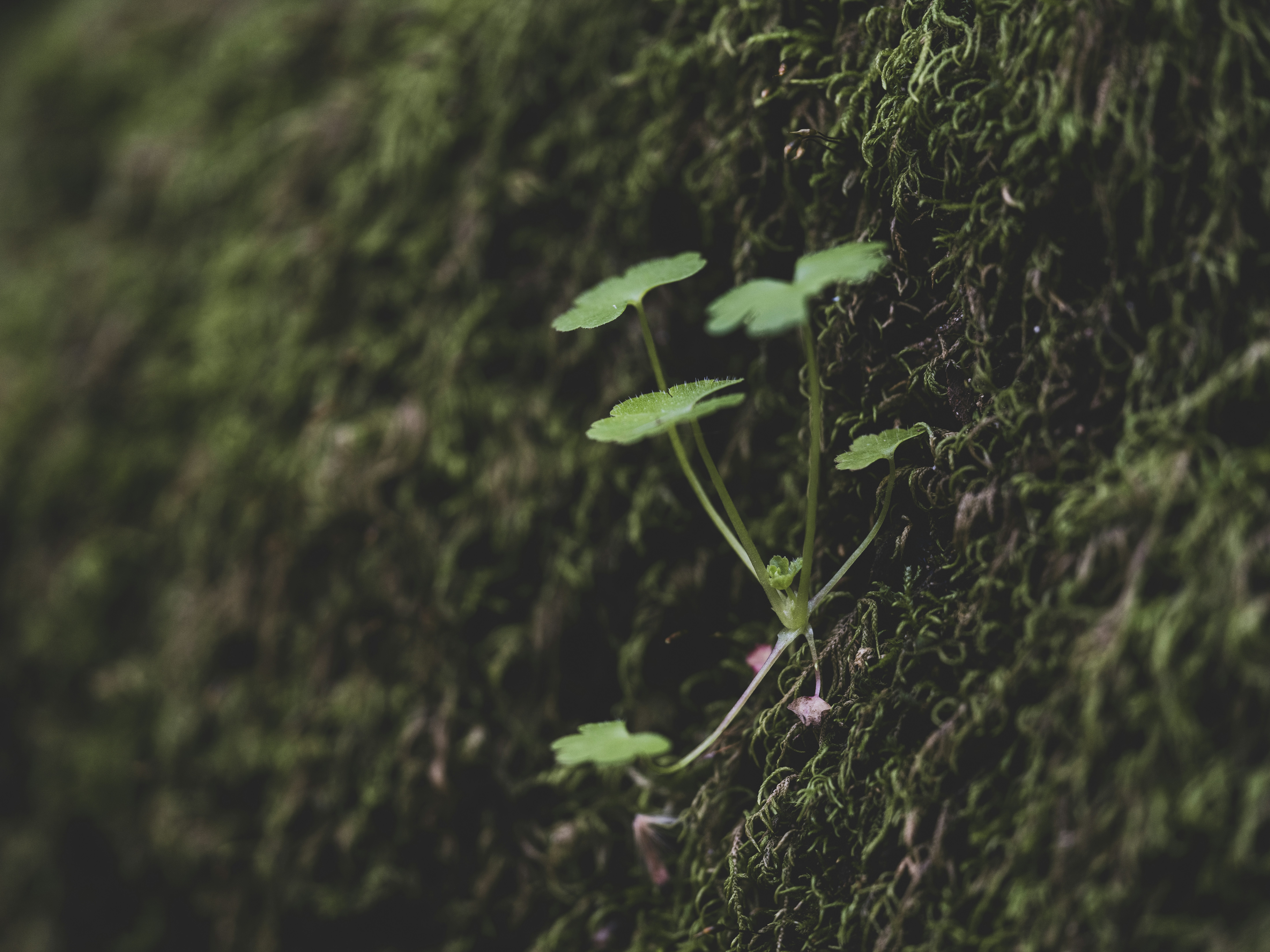 Photo by enginakyurt