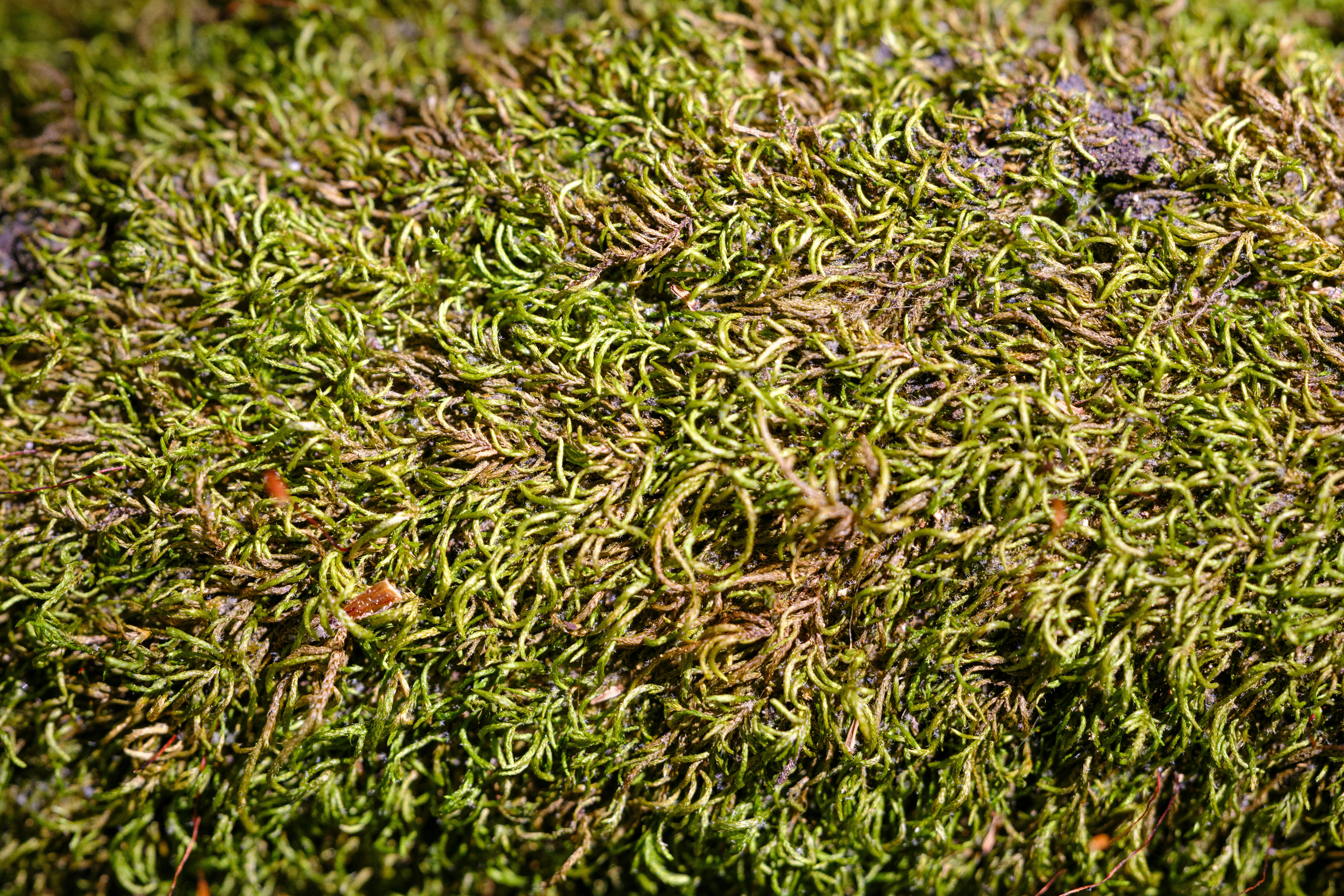 Photo by enginakyurt