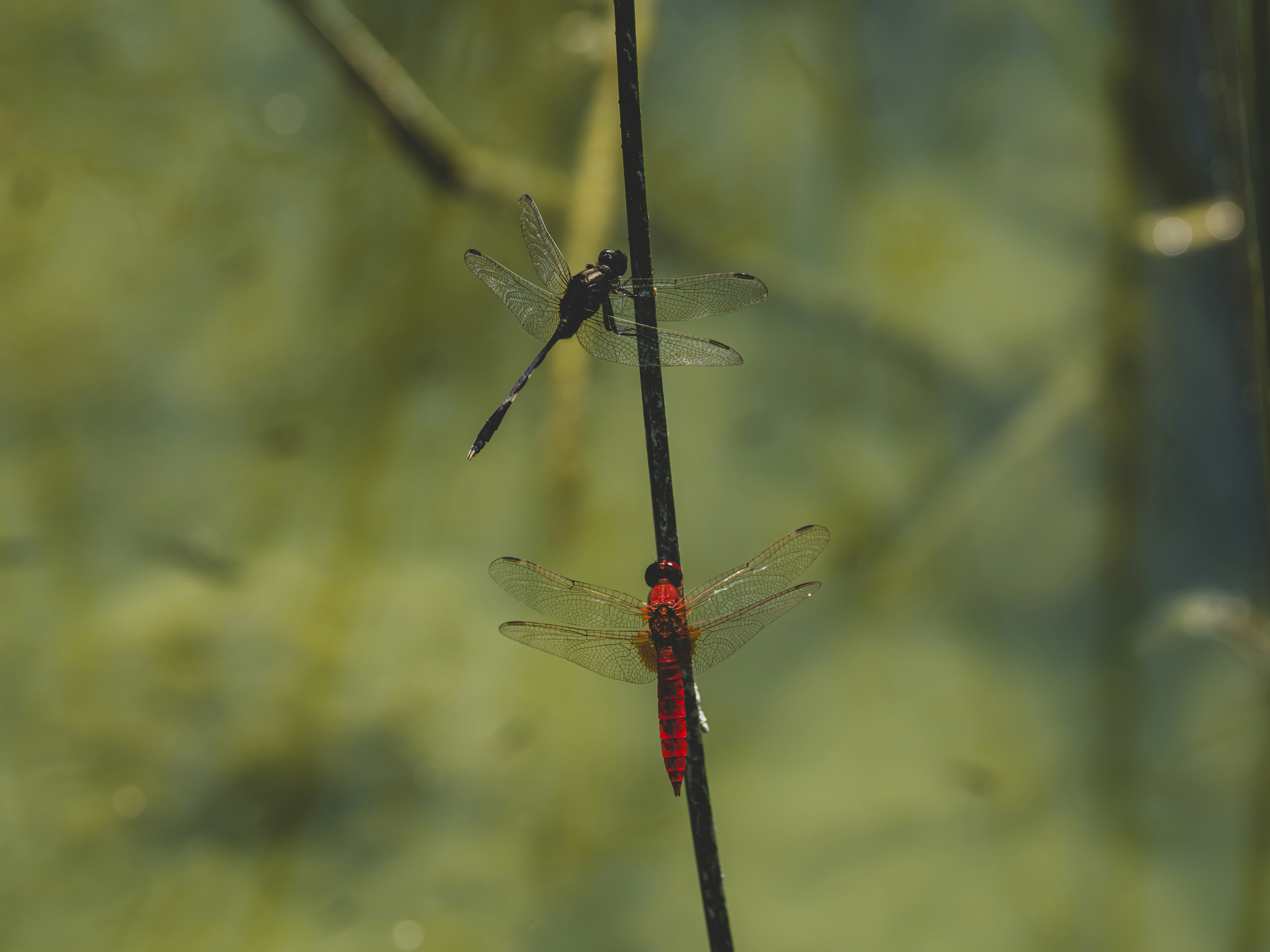 Photo by enginakyurt