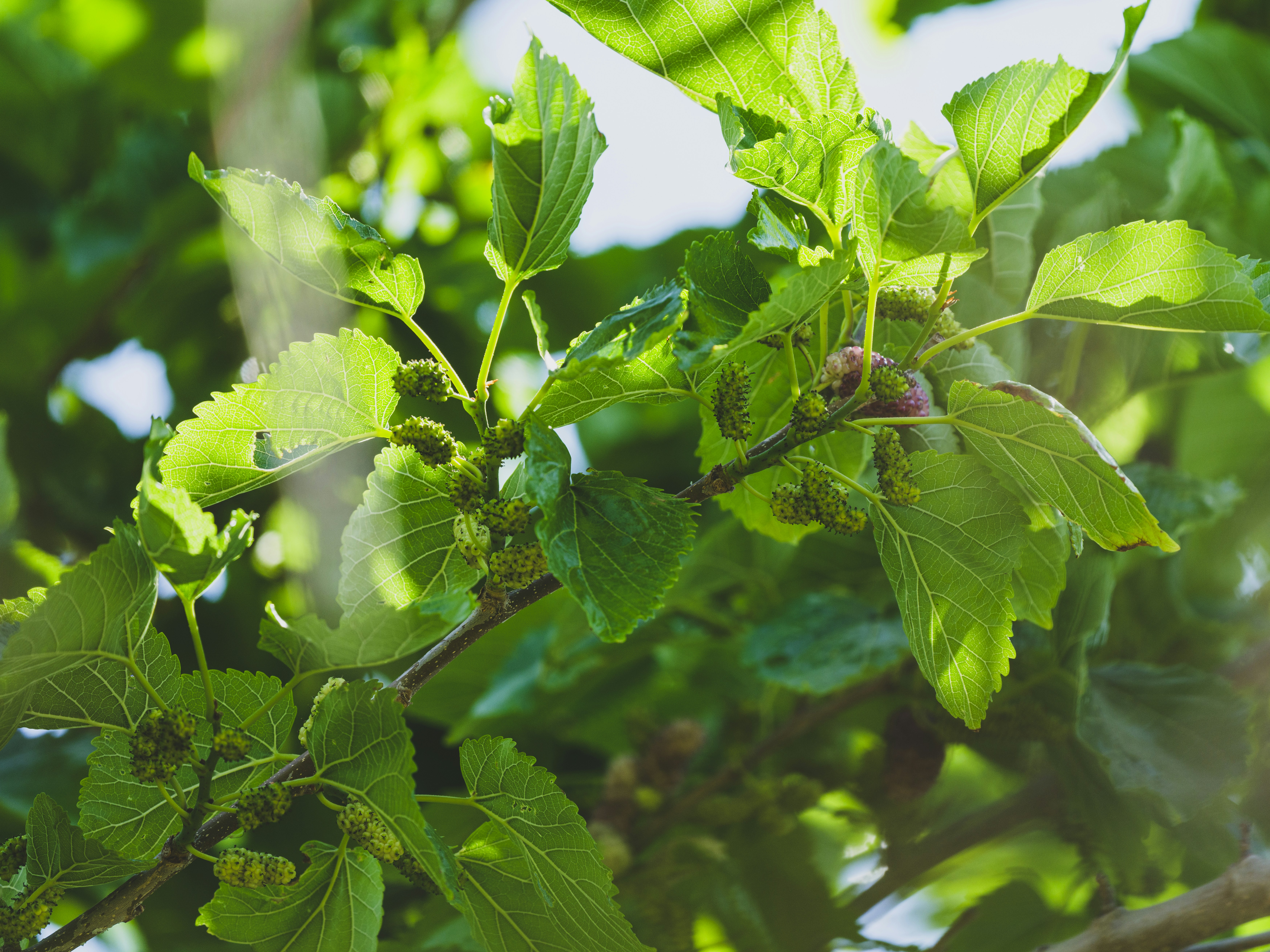 Photo by enginakyurt