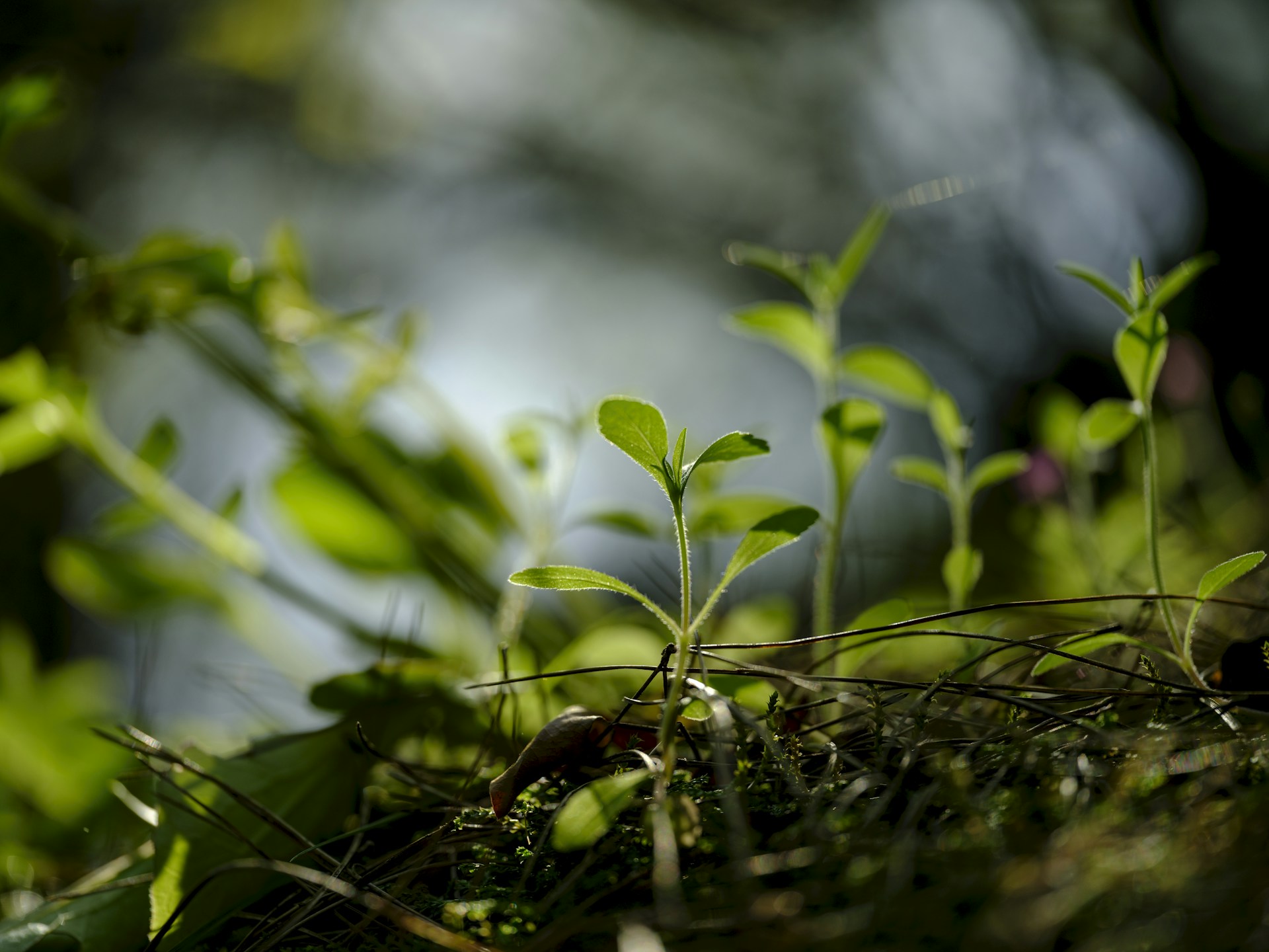 Fresh green plants thriving in nature.