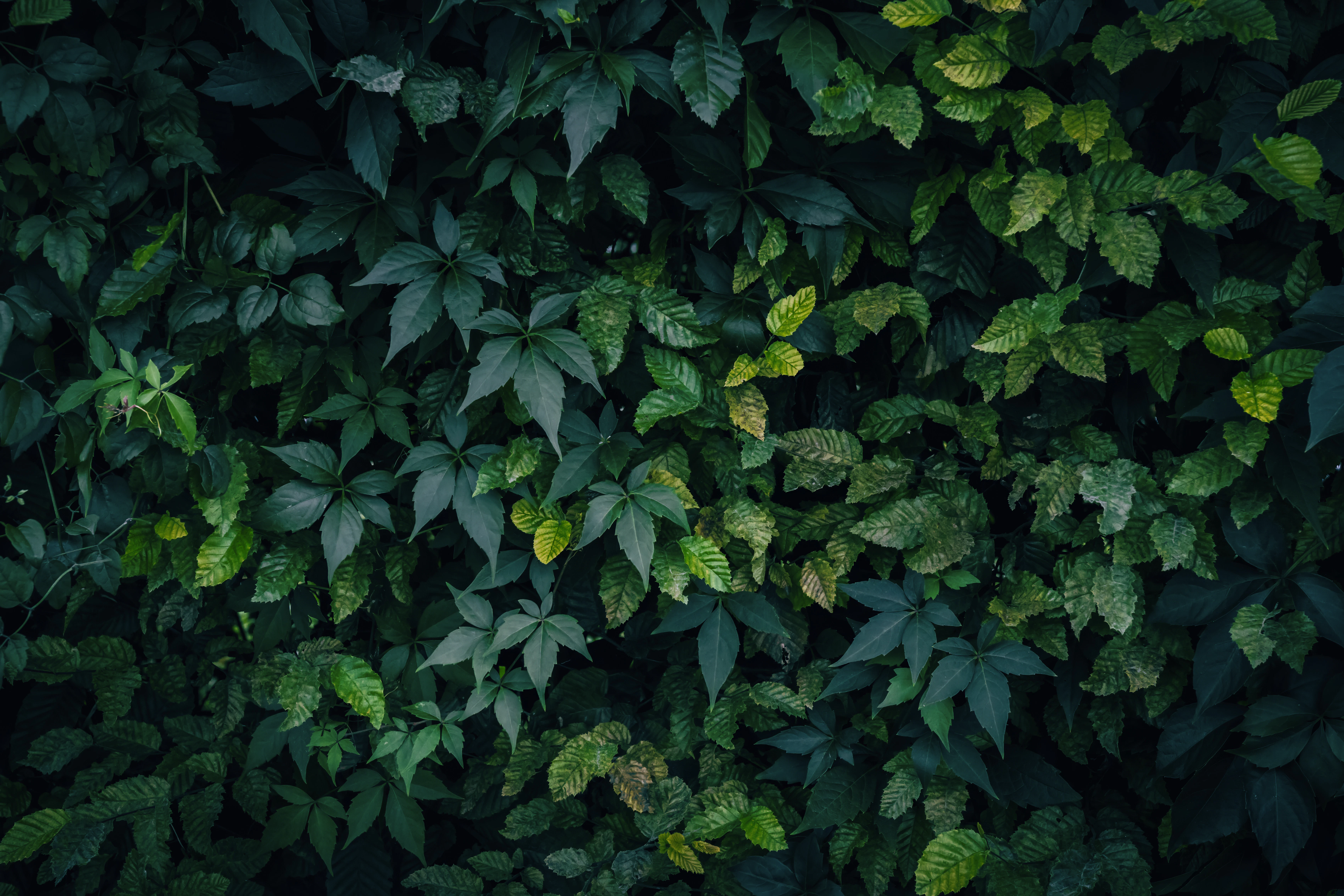 path