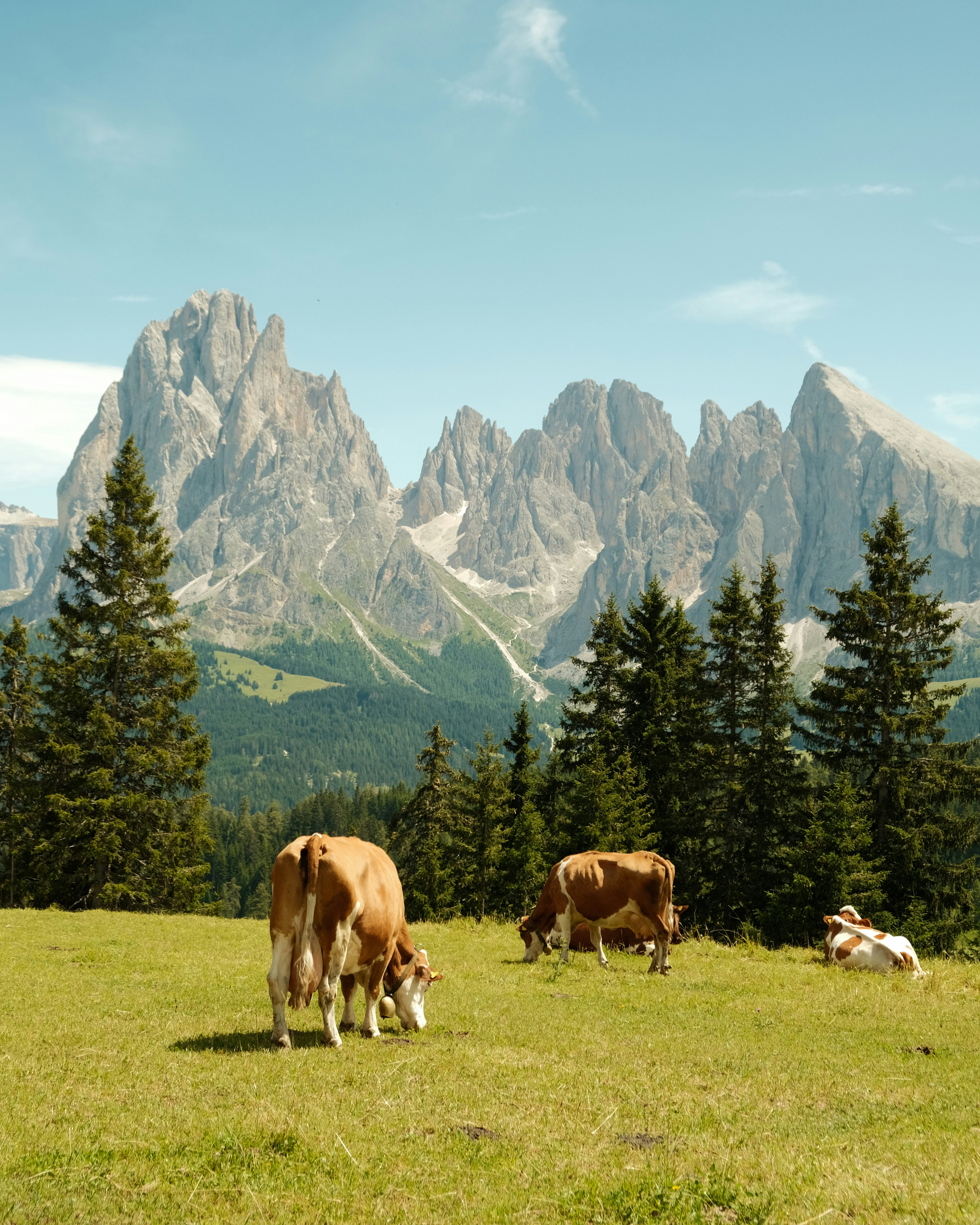 Las vacas pastan en un campo con montañas al fondo.