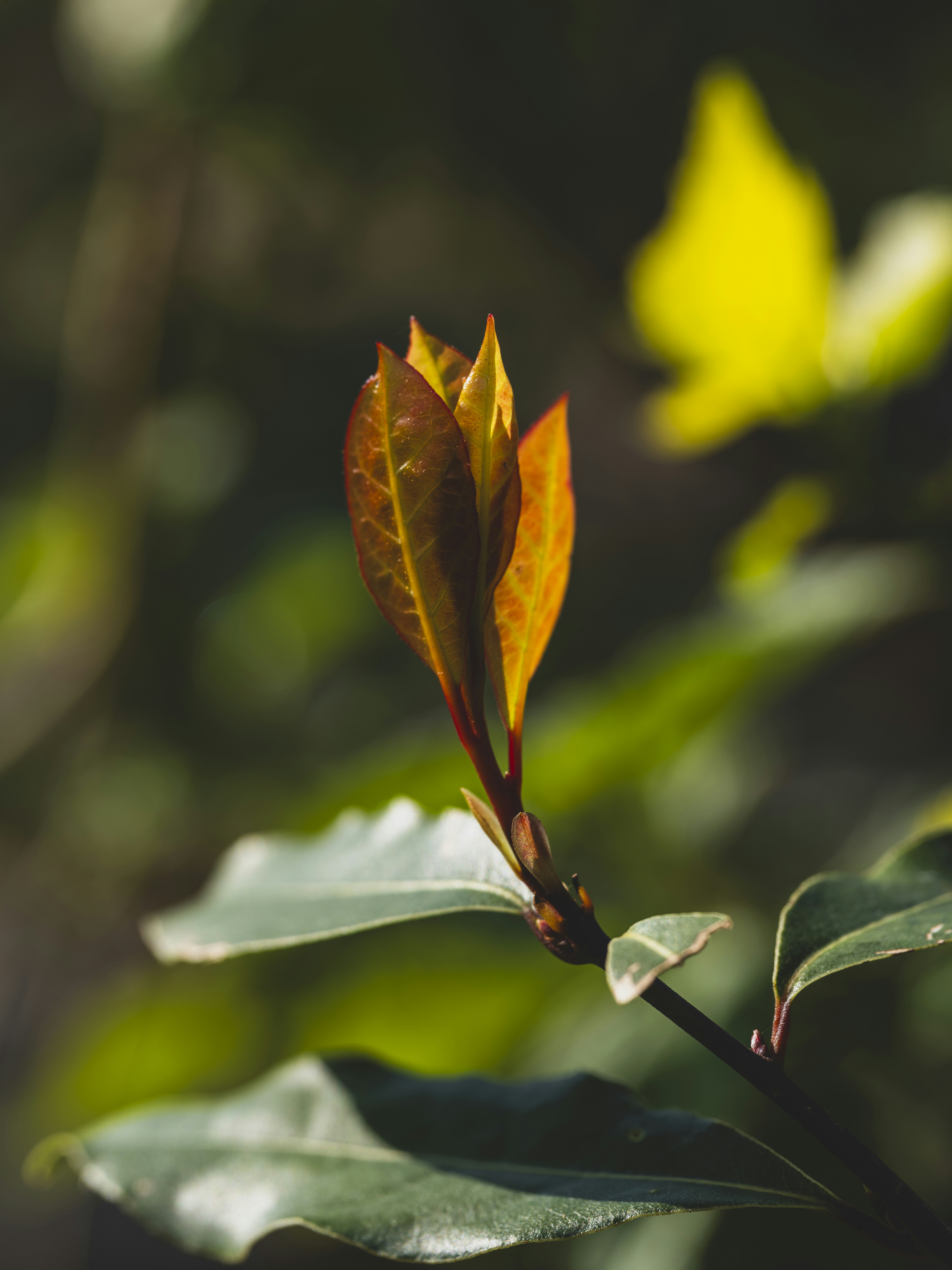 Photo by enginakyurt