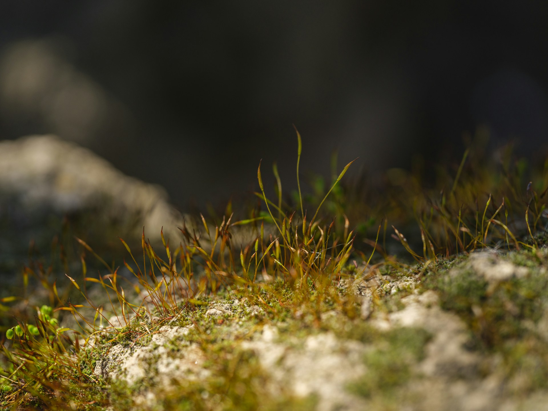 Close-up of moss growing on a rock.