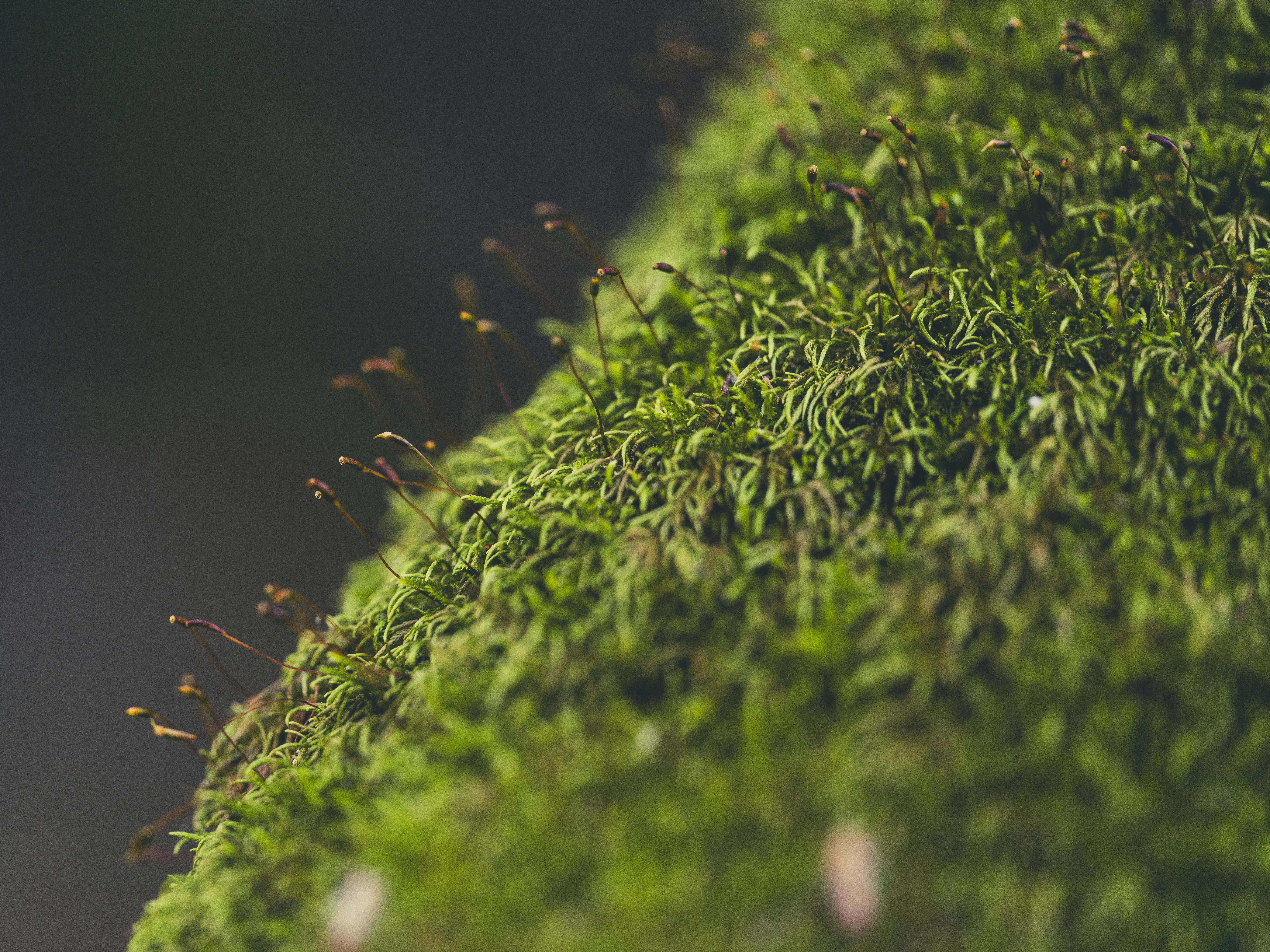 Photo by enginakyurt