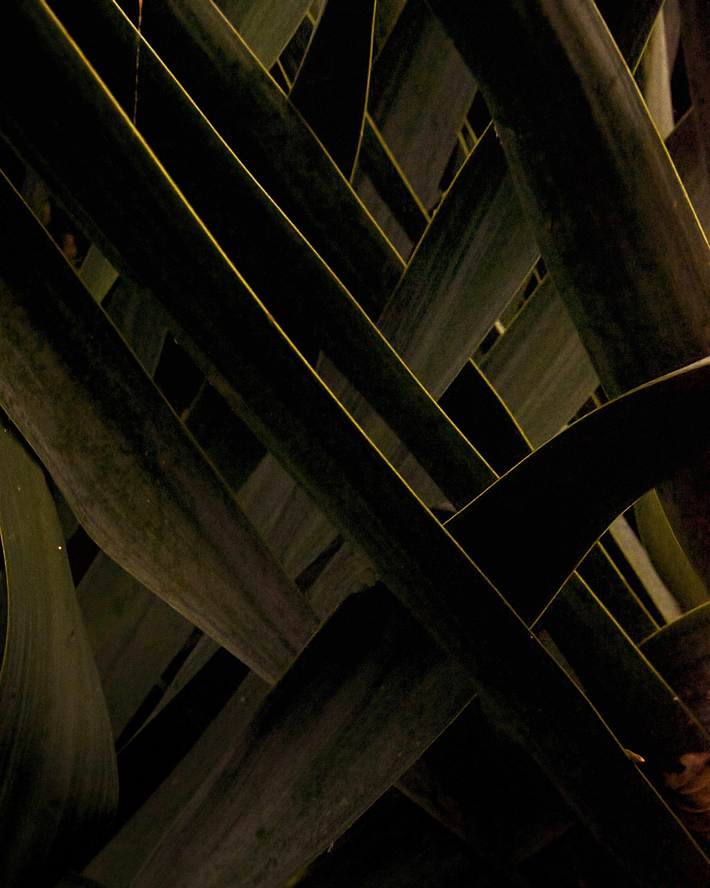 Interwoven palm leaves create a dark and dramatic pattern.