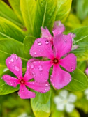 Pink flowers with water droplets are in focus.