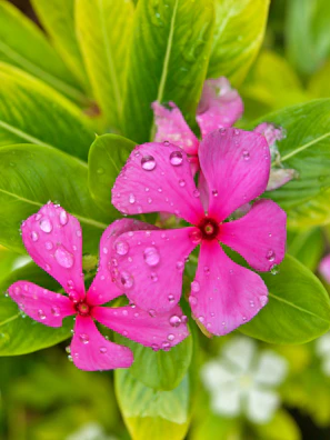 Pink flowers with water droplets are in focus.