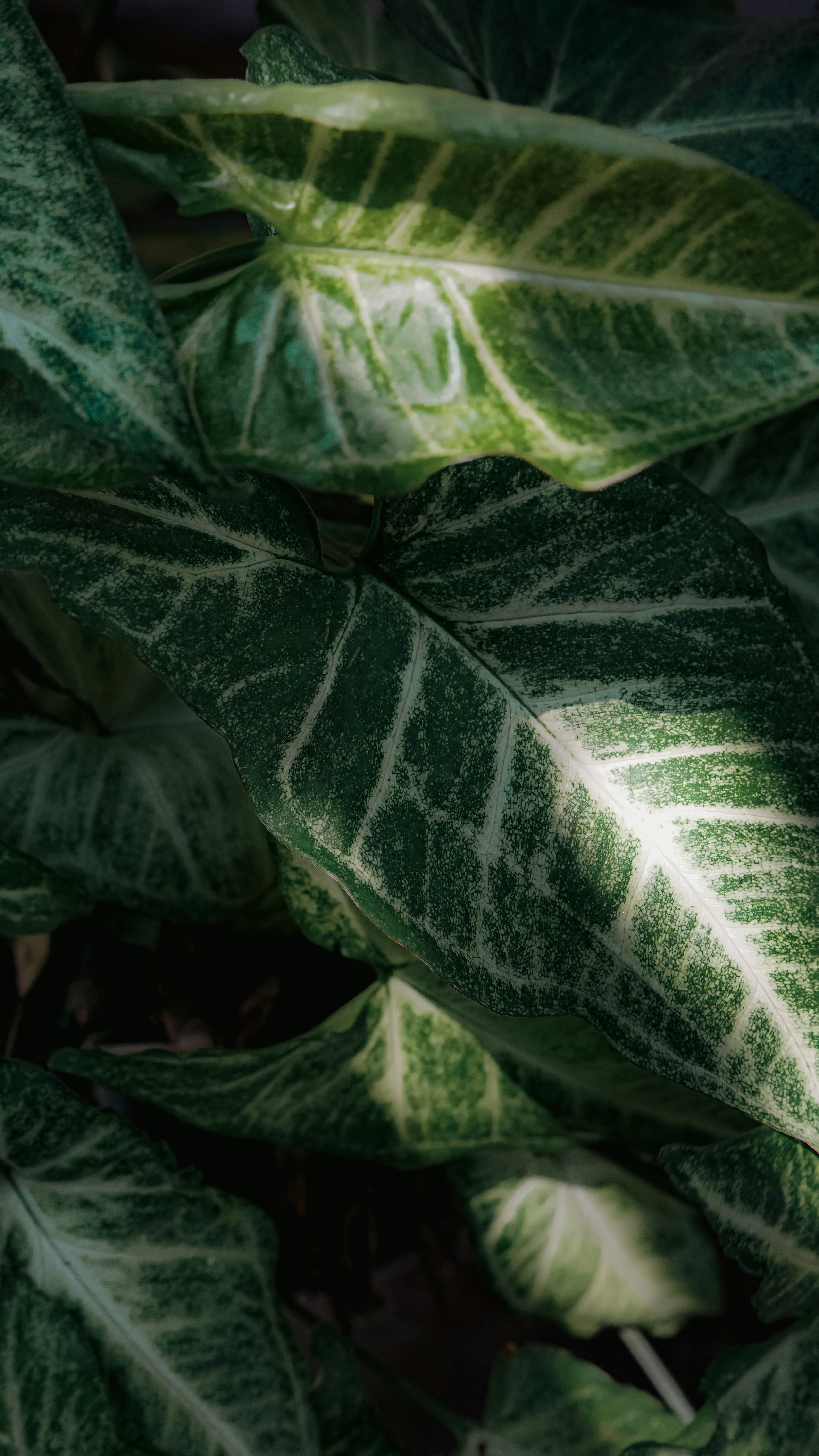 Photo by miruthulaadiyamane