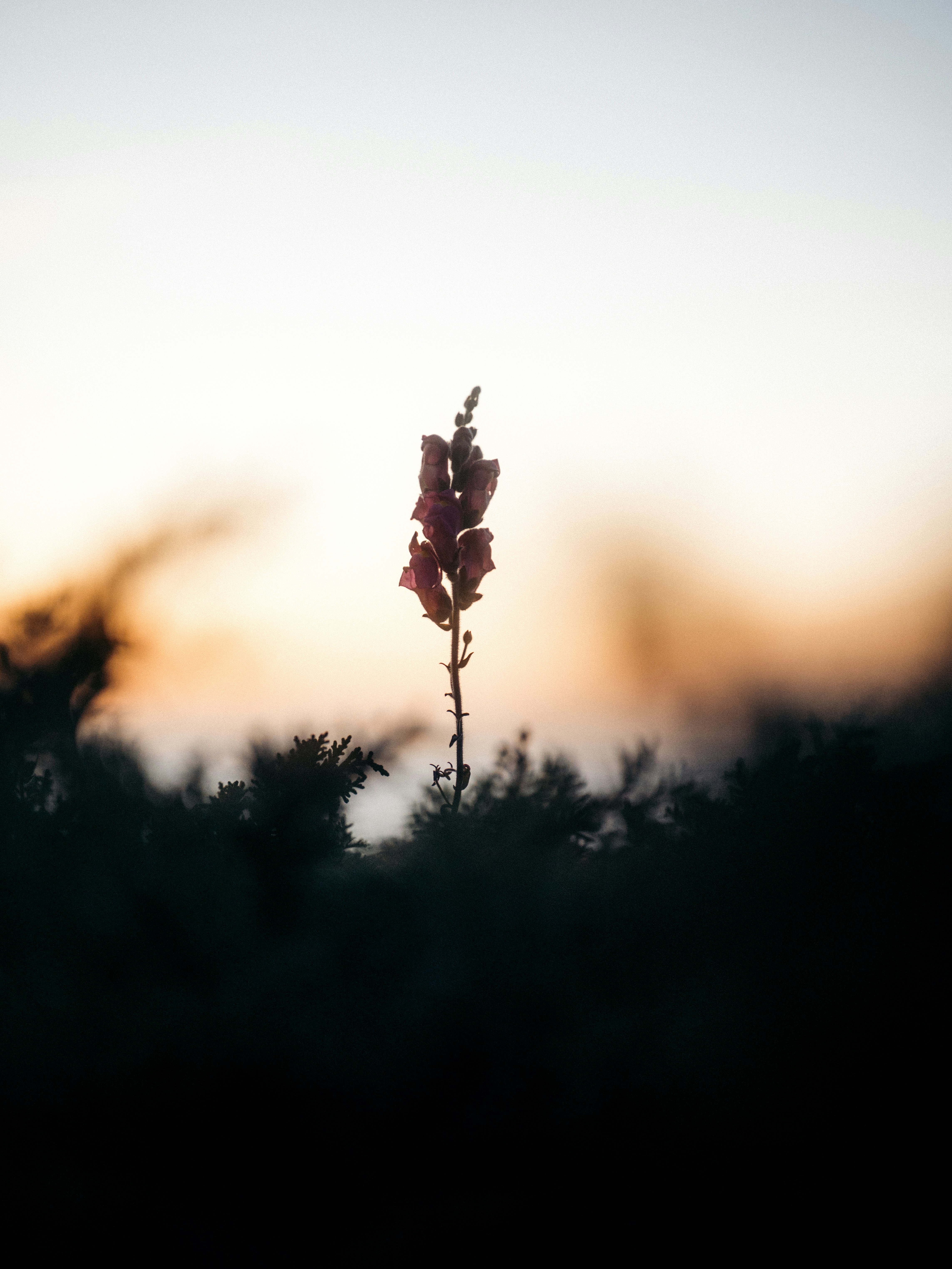 A lonely flower stands against the dusky sky.