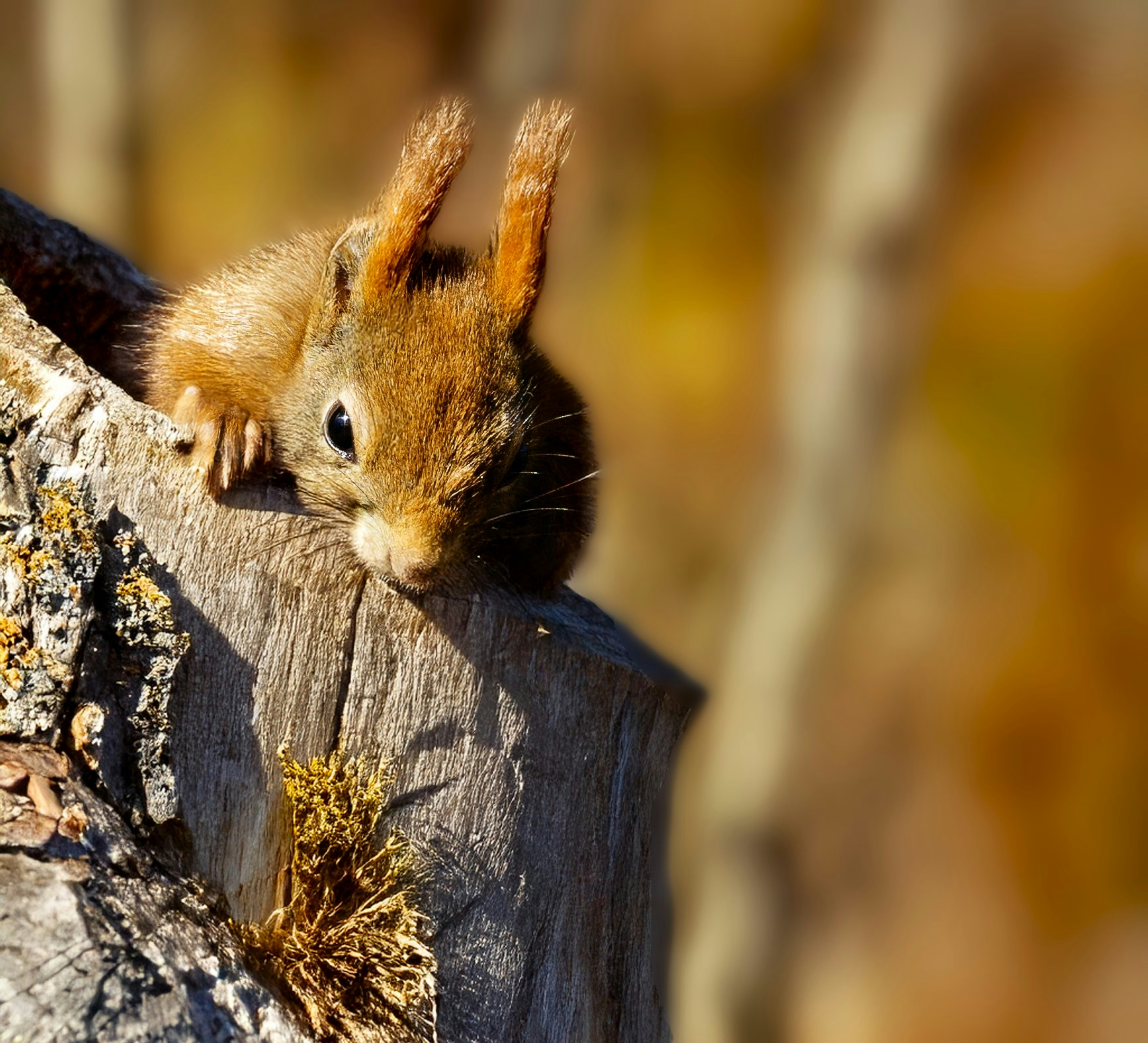 A cute squirrel looks down from a tree.