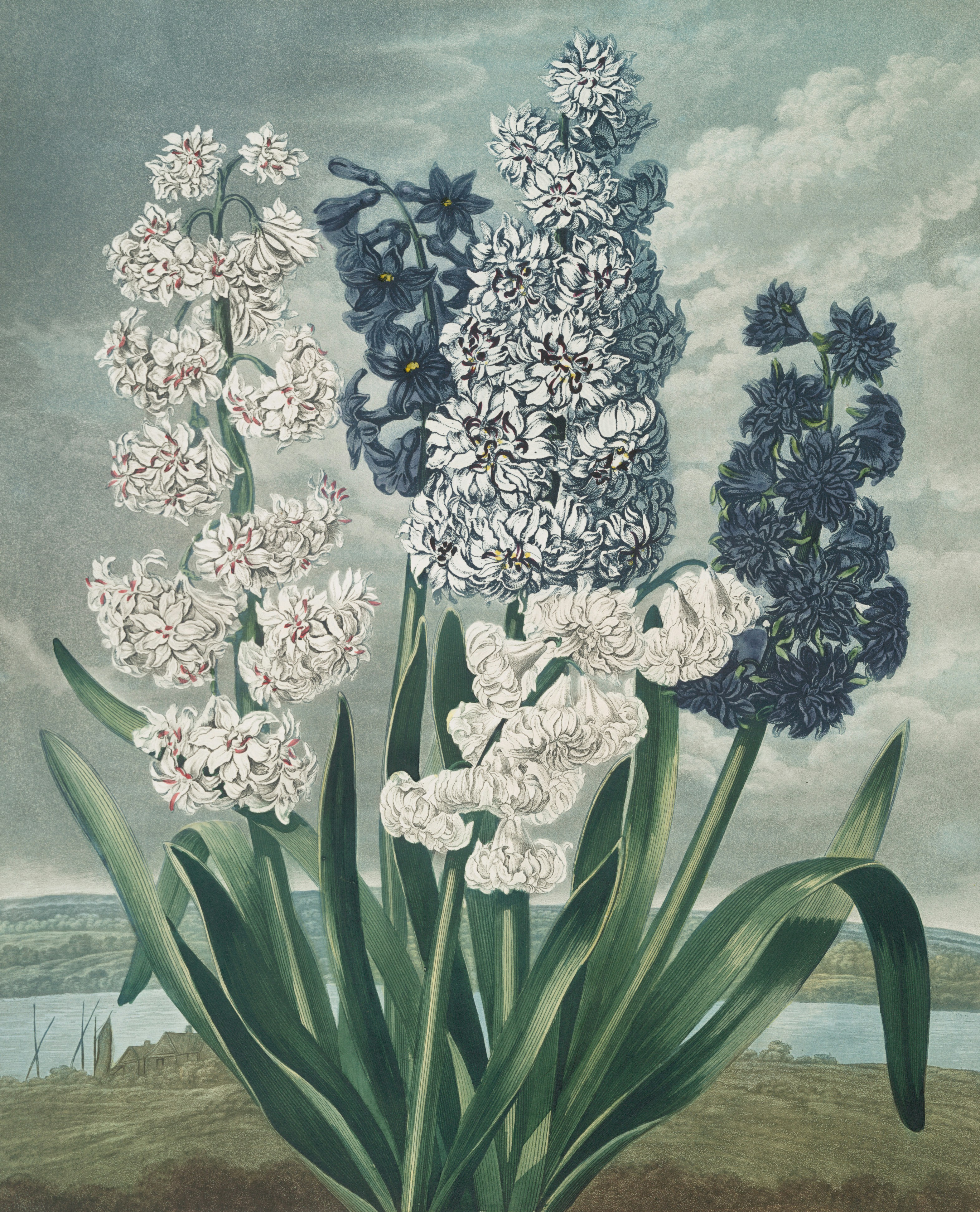 A painting of white and blue hyacinths with landscape background