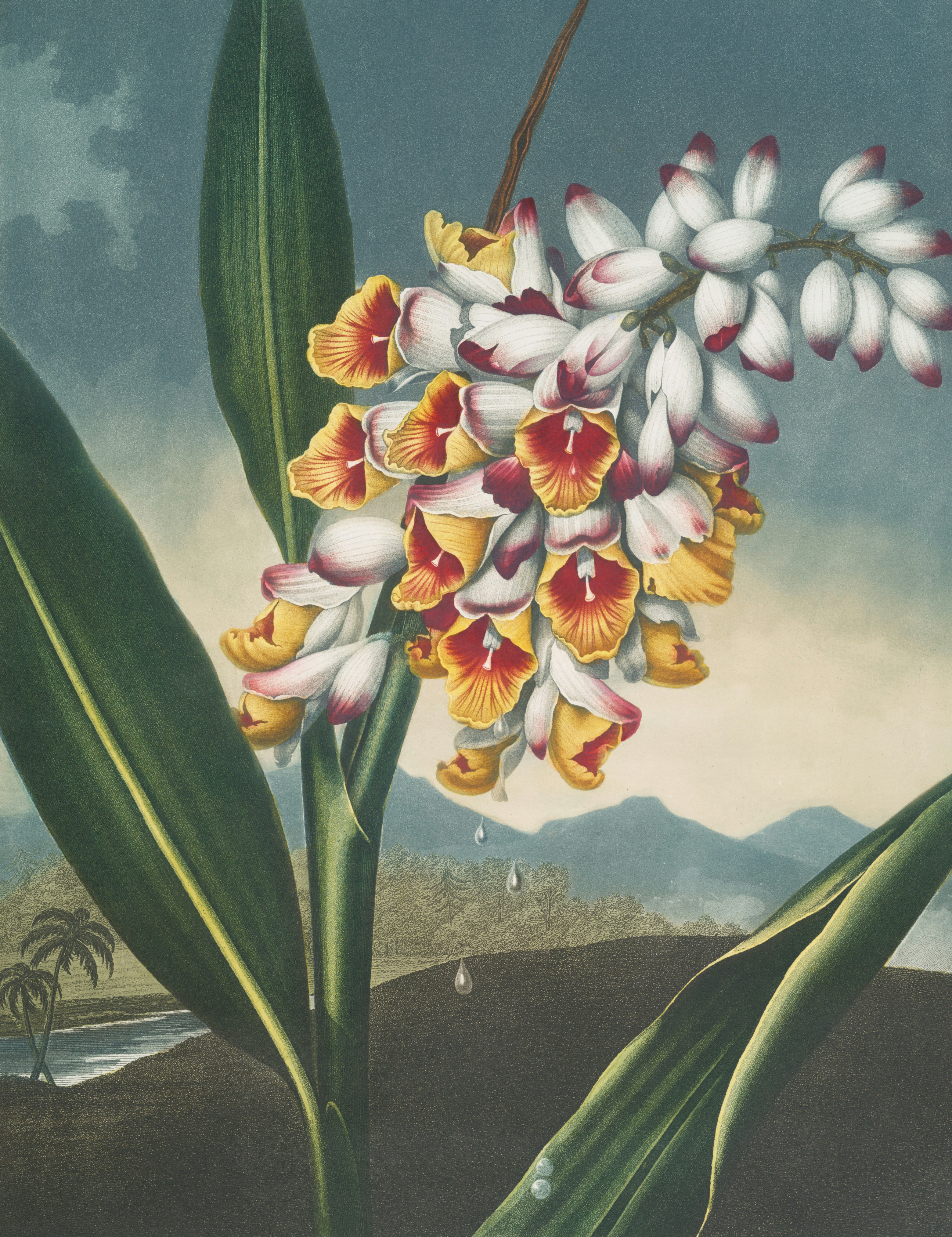 A cluster of small, colorful flowers with green leaves.