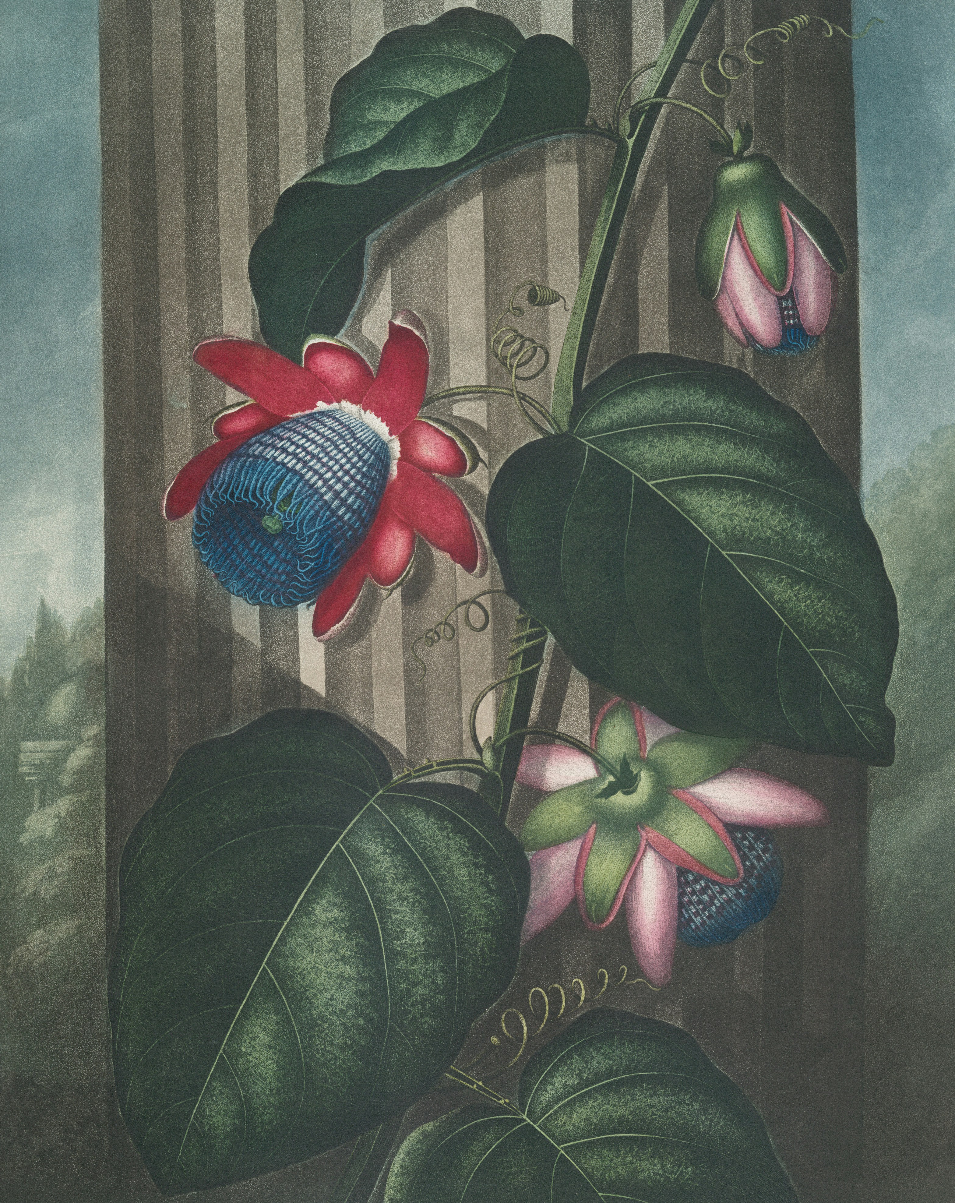 Detailed painting of passionflowers on a vine