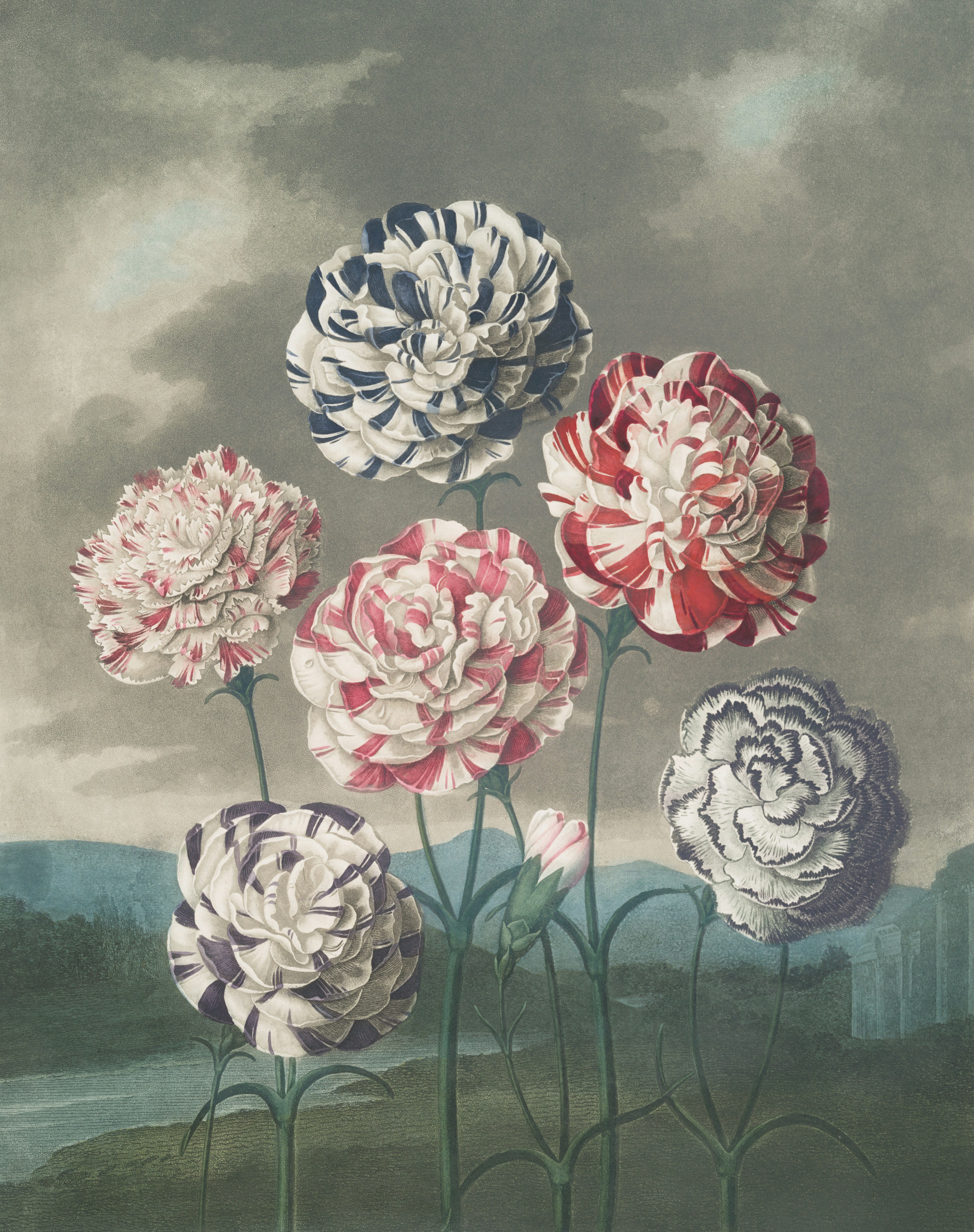 Seven striped carnations against a cloudy sky