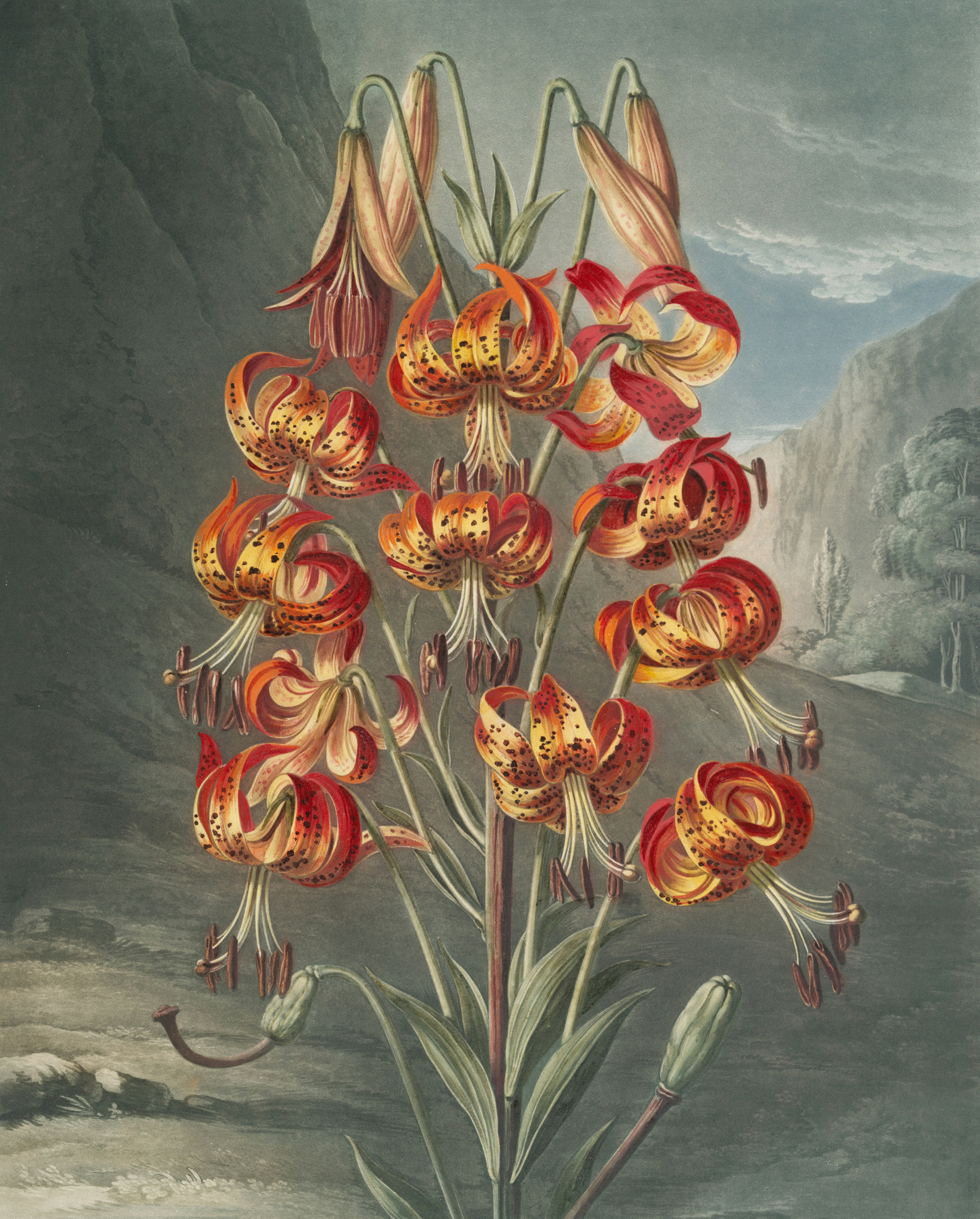 Flaming Katy (Florist Kalanchoe, Christmas Kalanchoe) plant