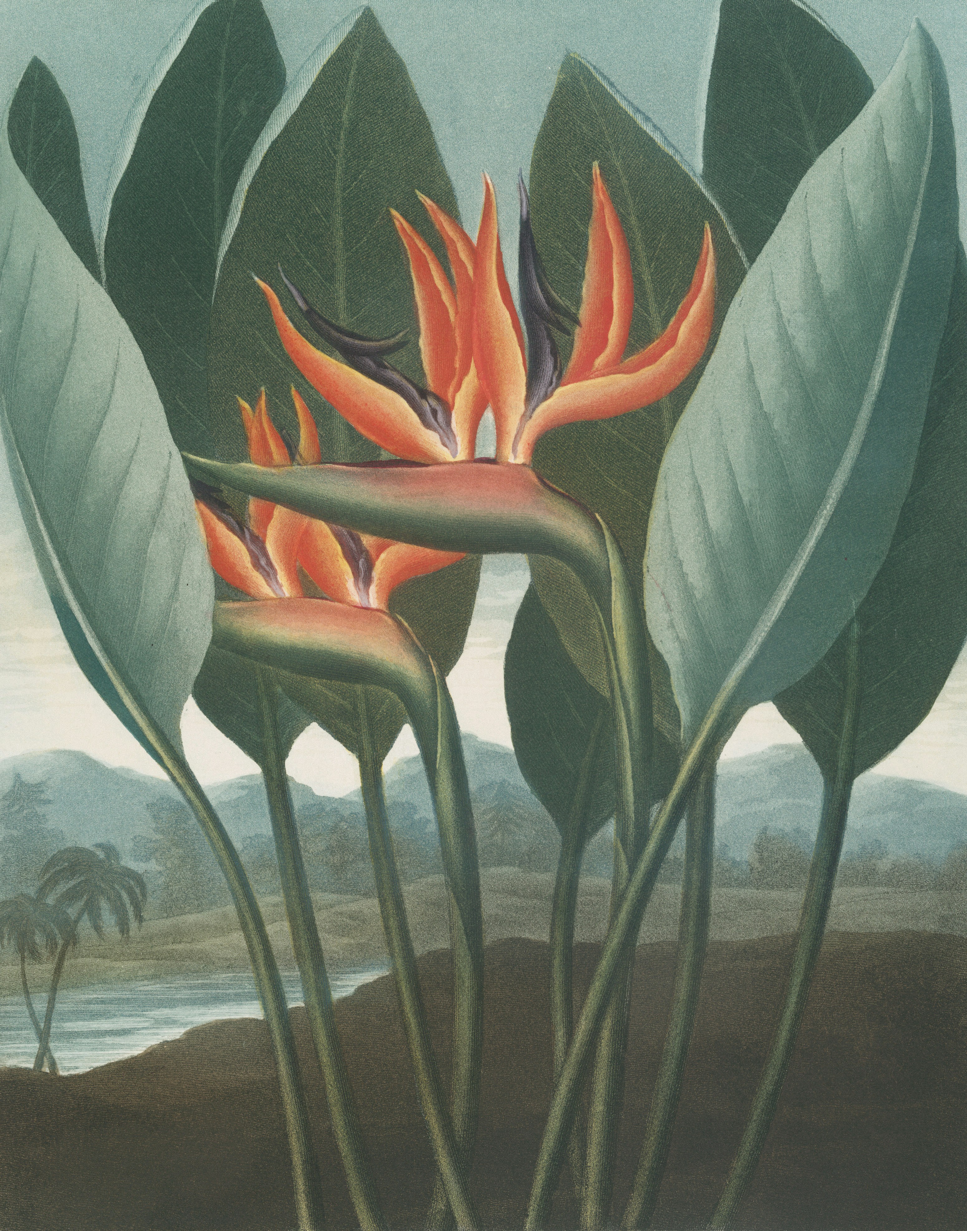 Two exotic orange flowers with large green leaves.