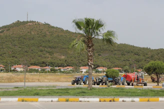 Tractors sit near a palm tree and a grassy hill.
