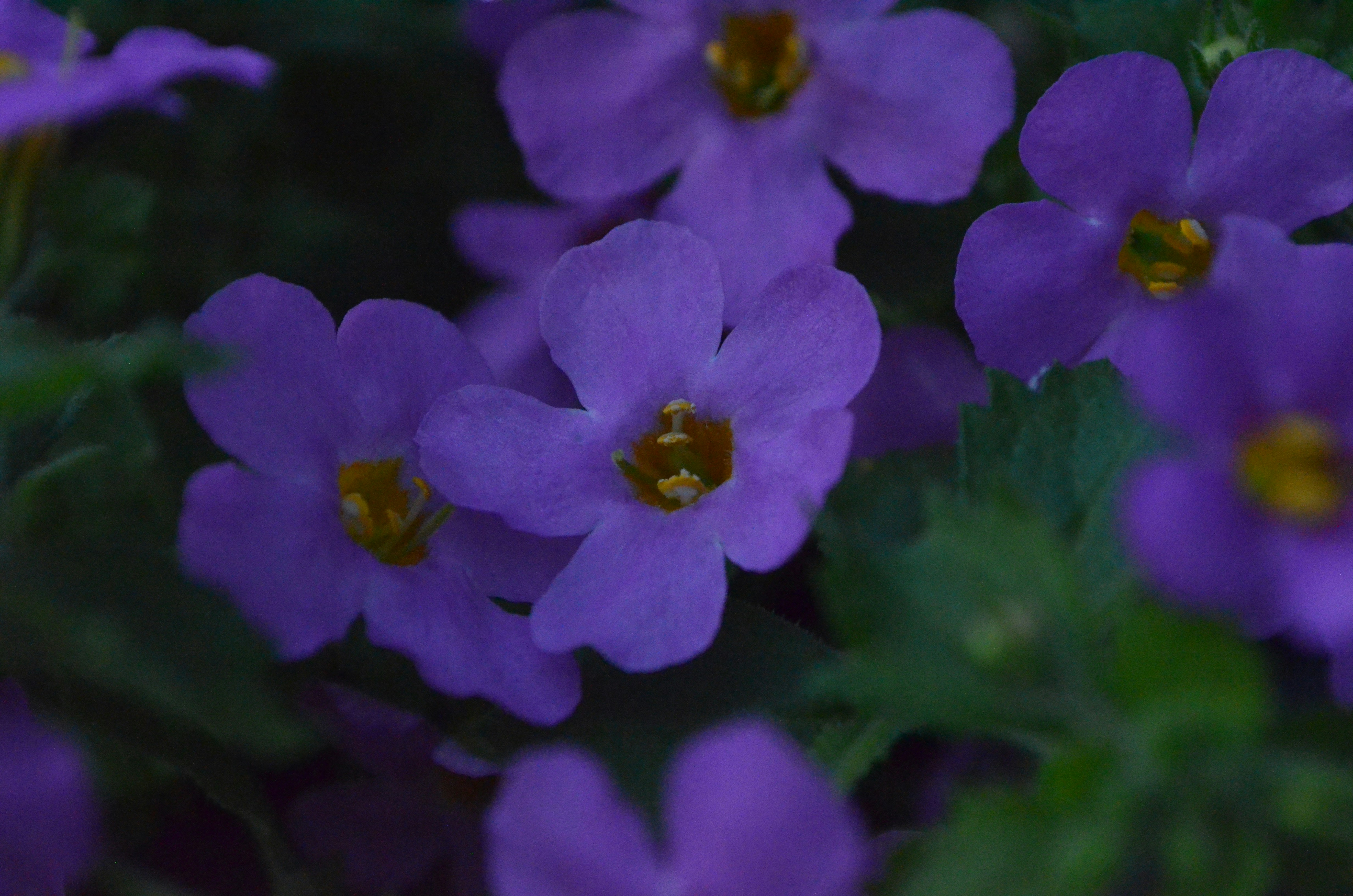 Purple flowers are in full bloom.