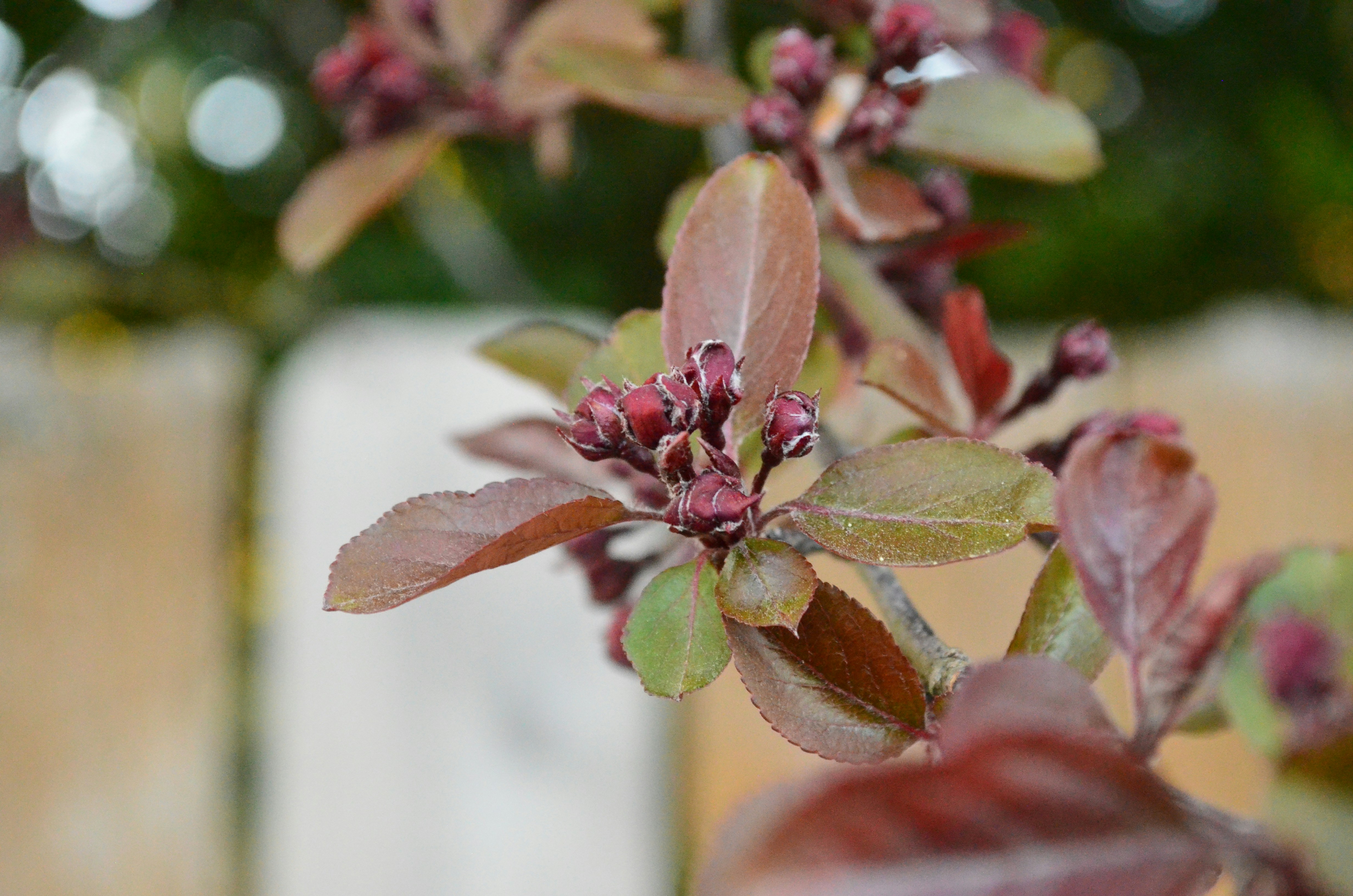 Close-up of budding flowers and reddish leaves.