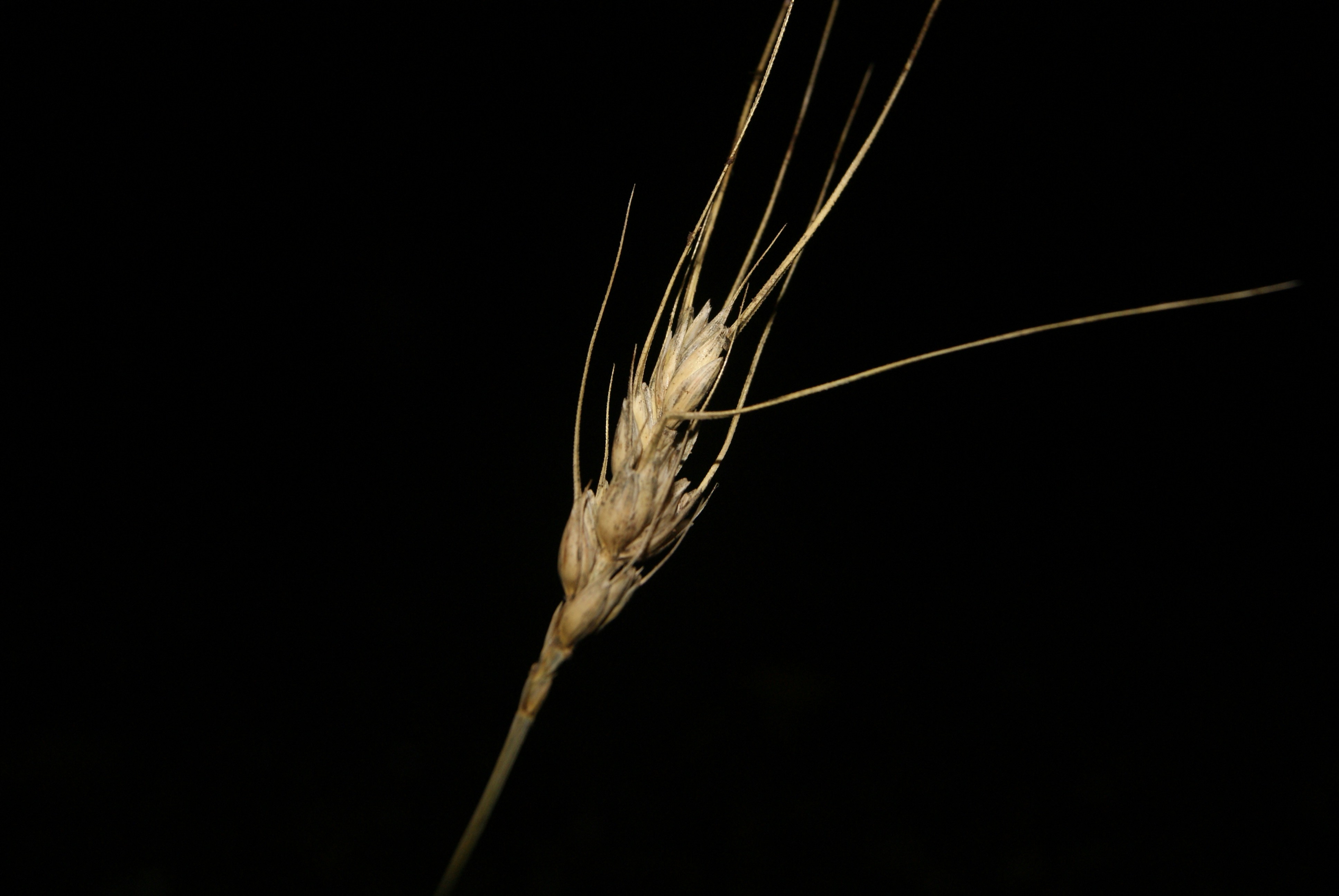 Here's a caption: wheat stalk against a black background.