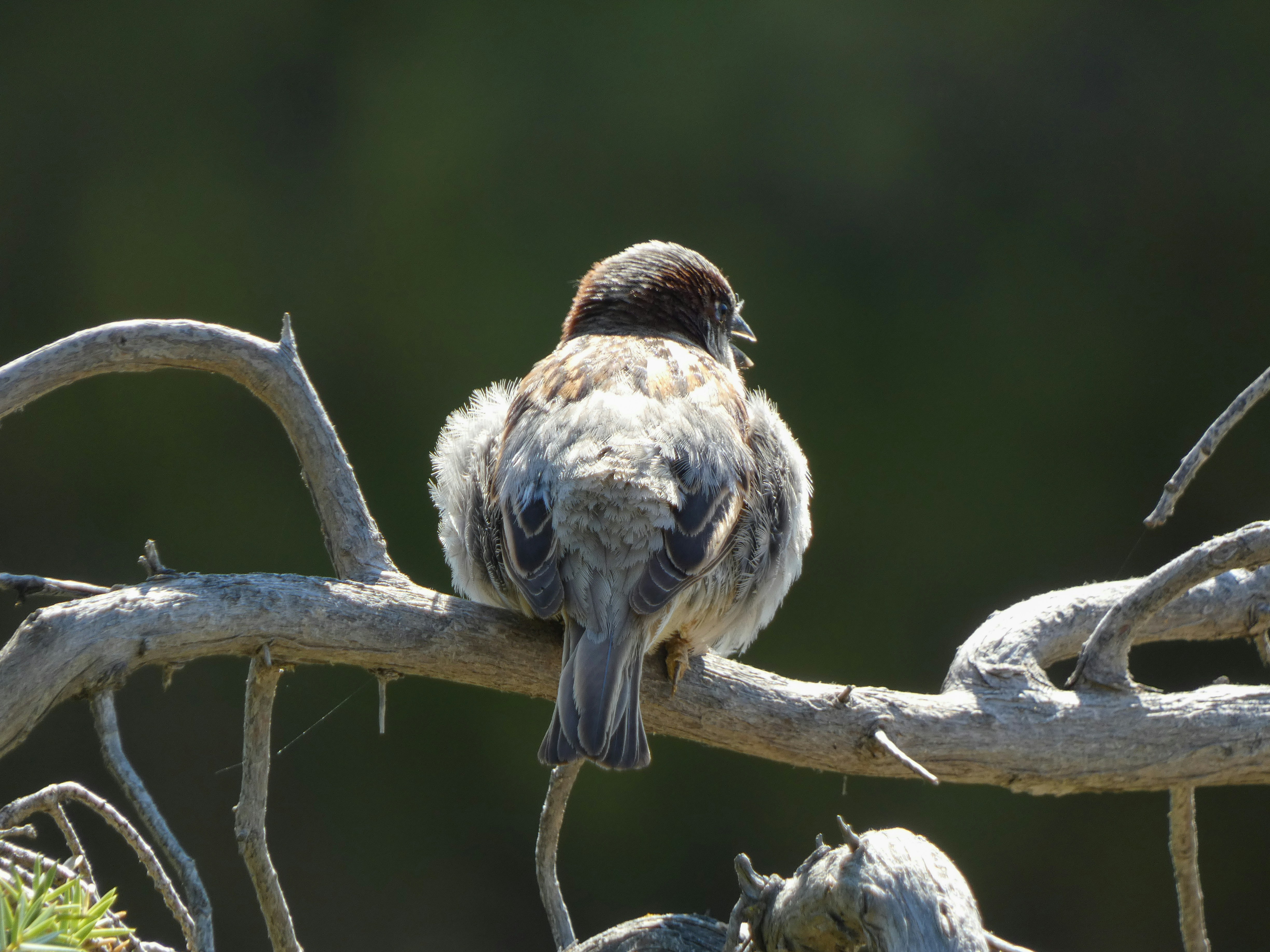 Un gorrión se sienta cómodamente en la rama de un árbol.