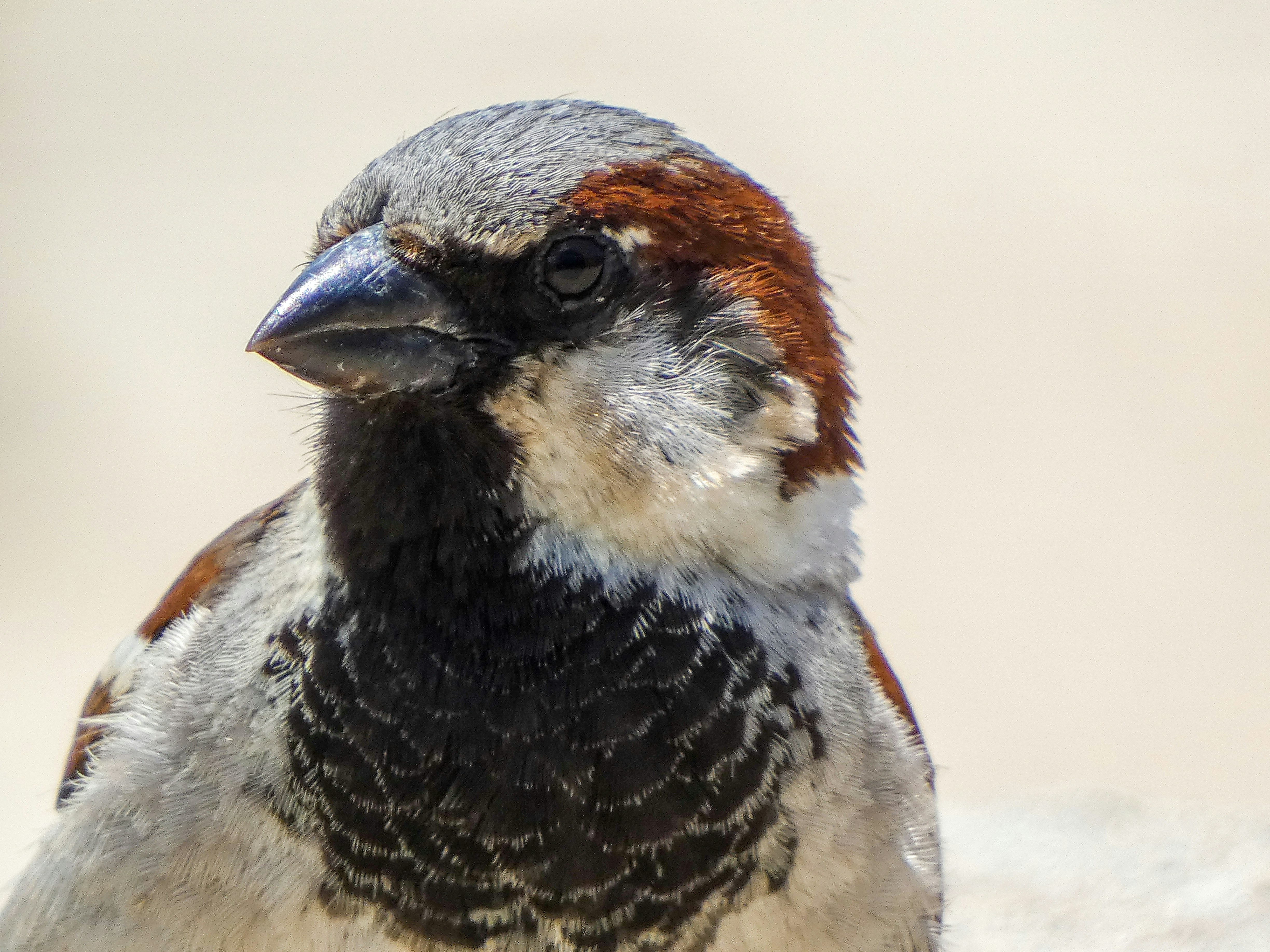 Un primer plano de la cara de un gorrión.
