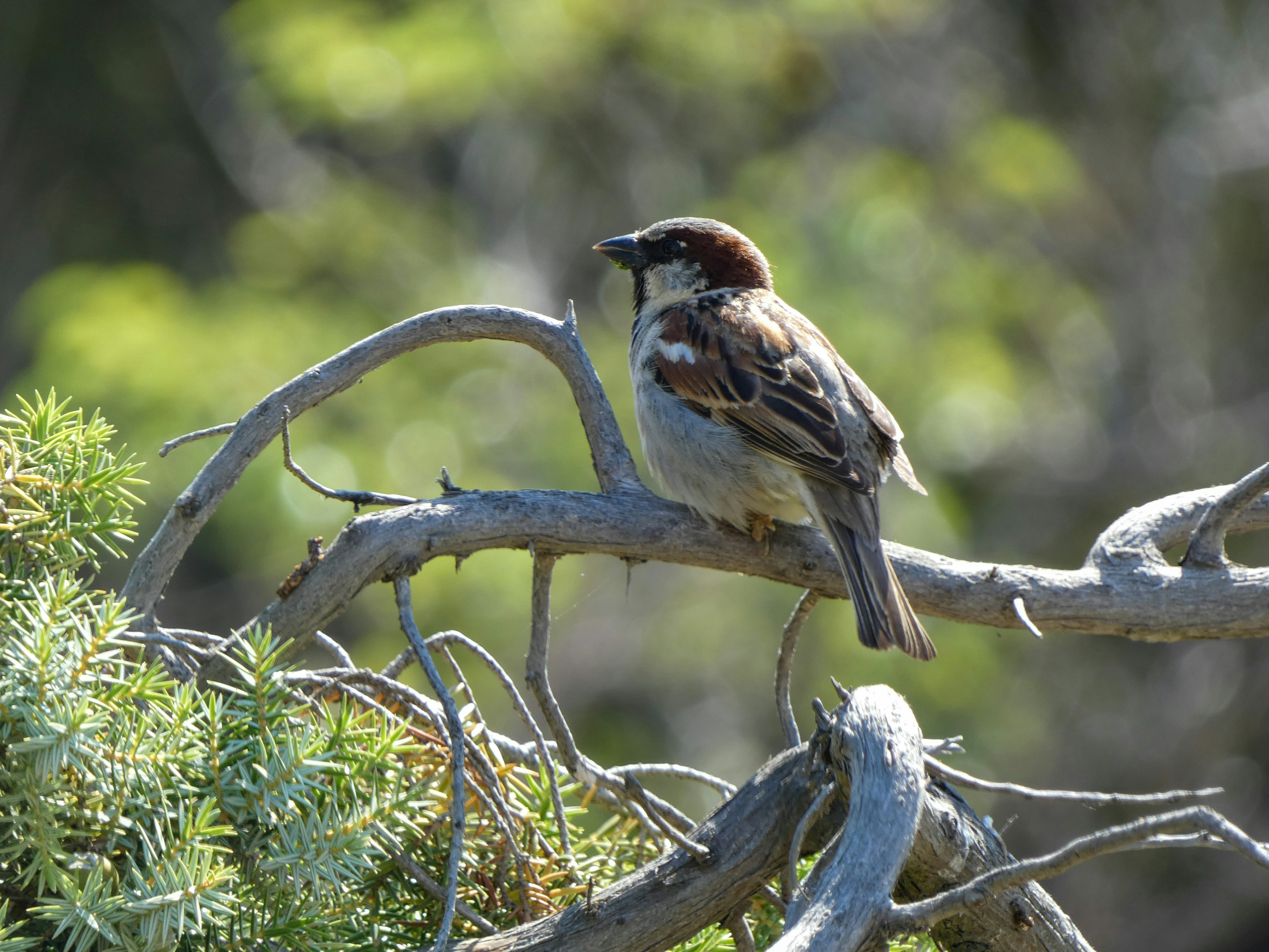 Un gorrión se posa en la rama de un árbol.