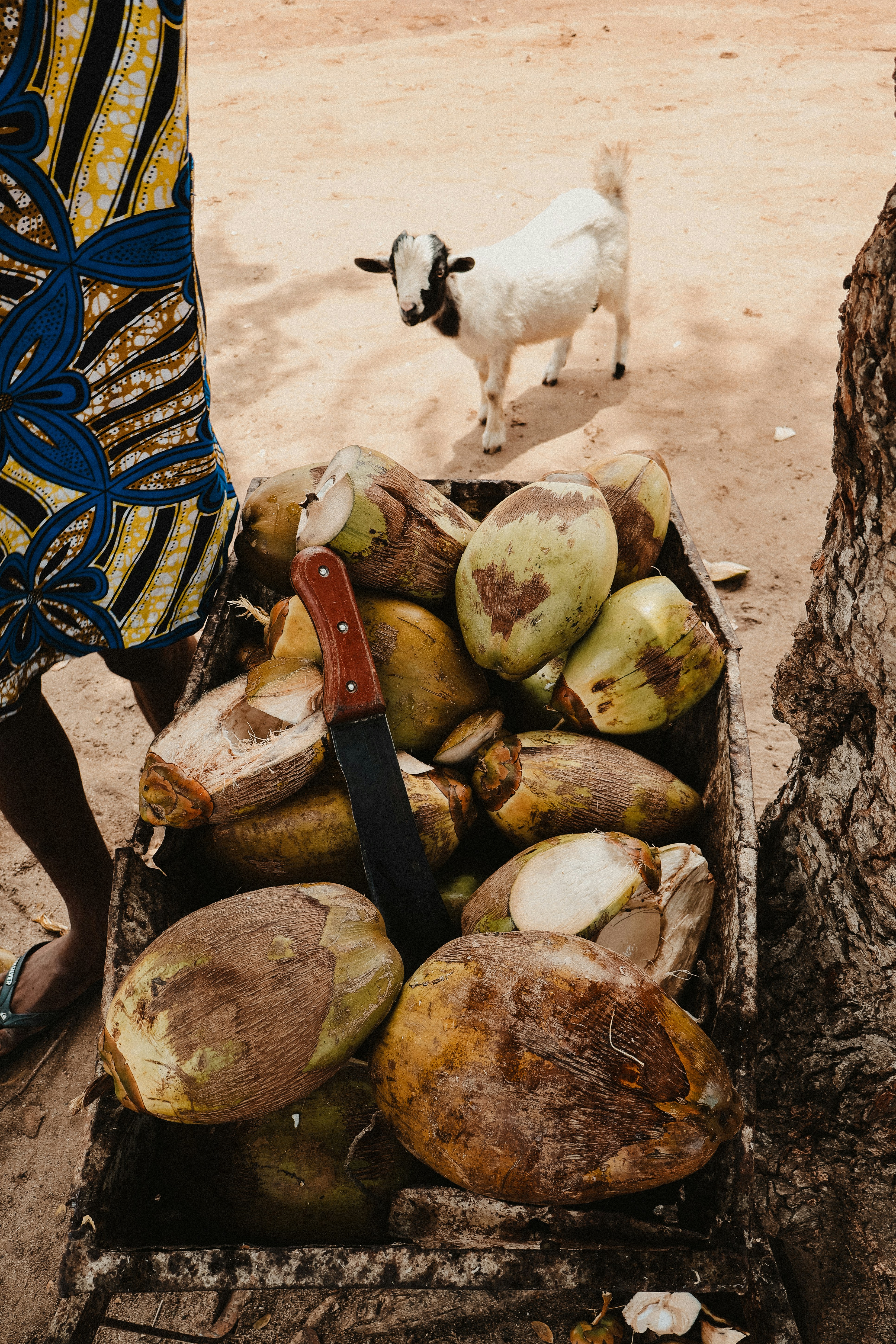 Coconuts and a goat: a tasty treat!