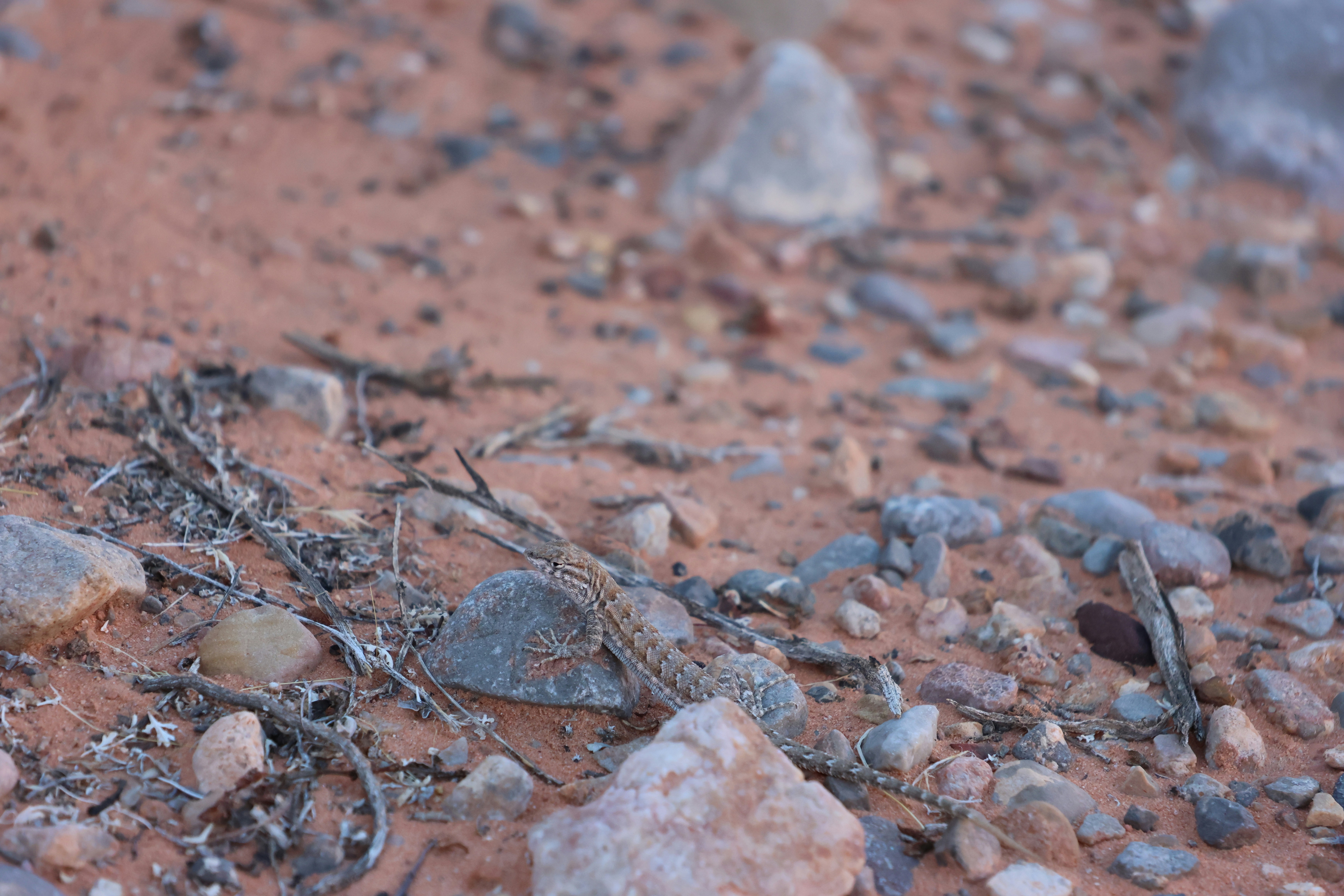 Photo by cornthechicken