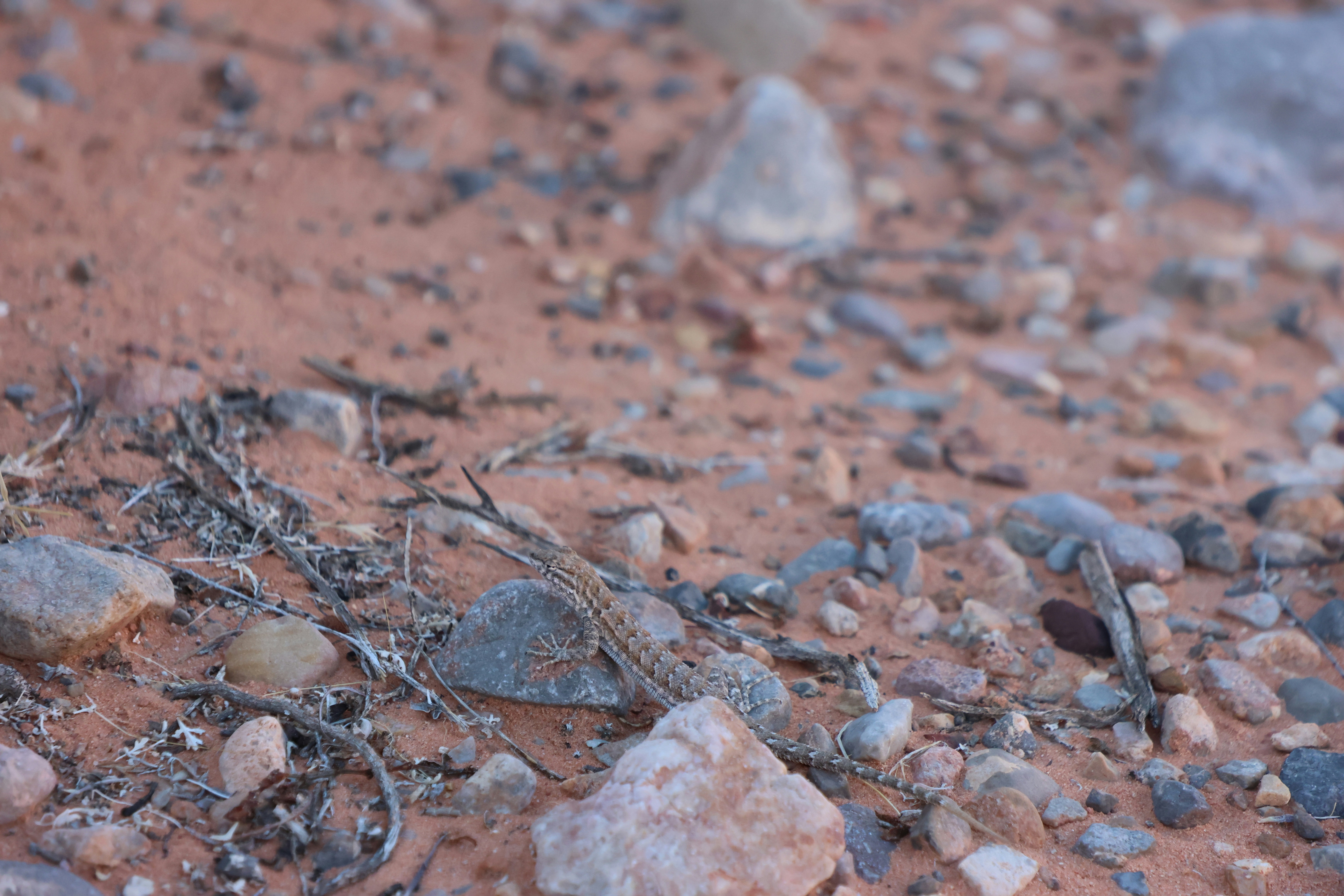 Photo by cornthechicken