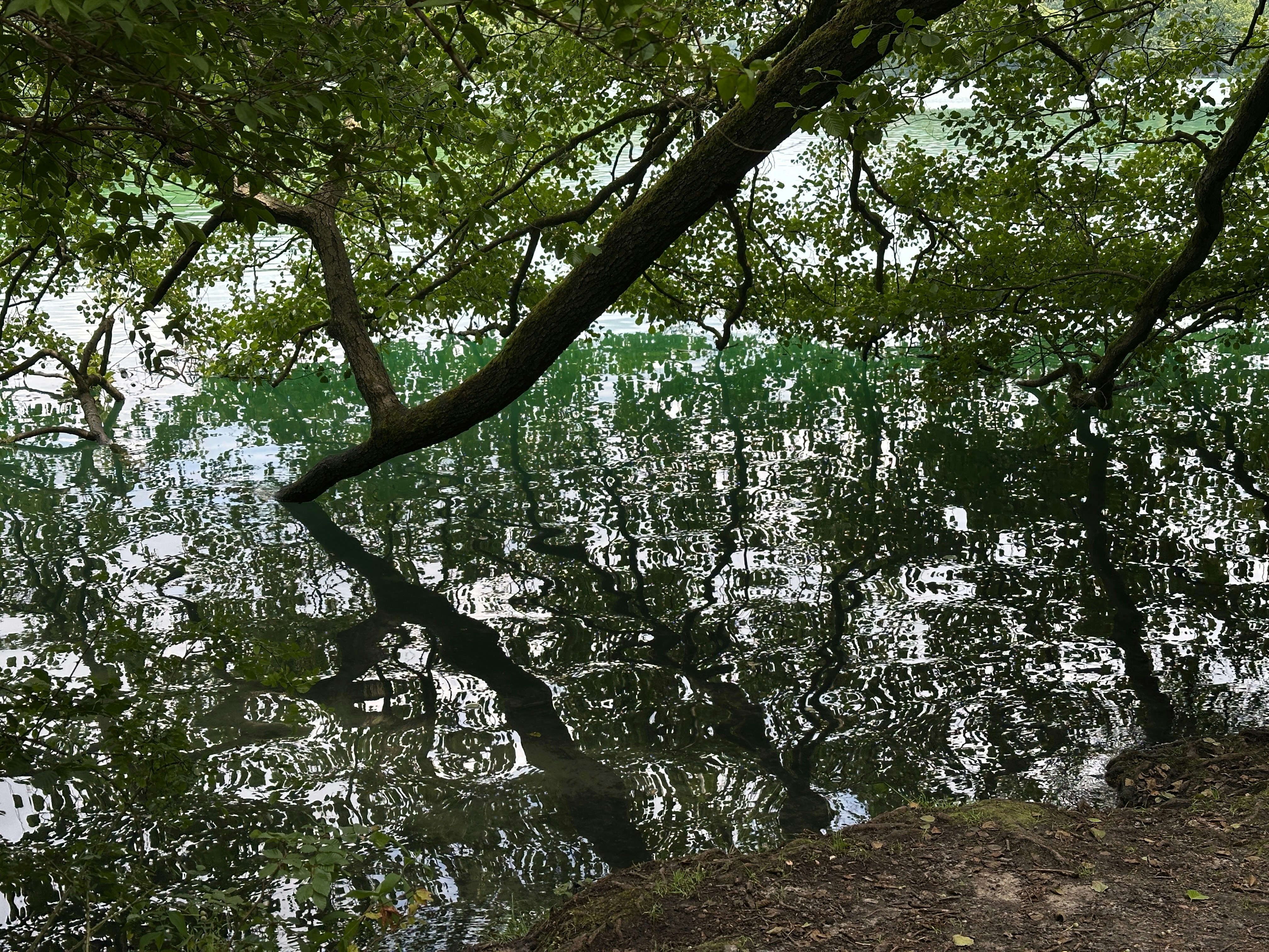 Reflejos de árboles en la superficie del agua.