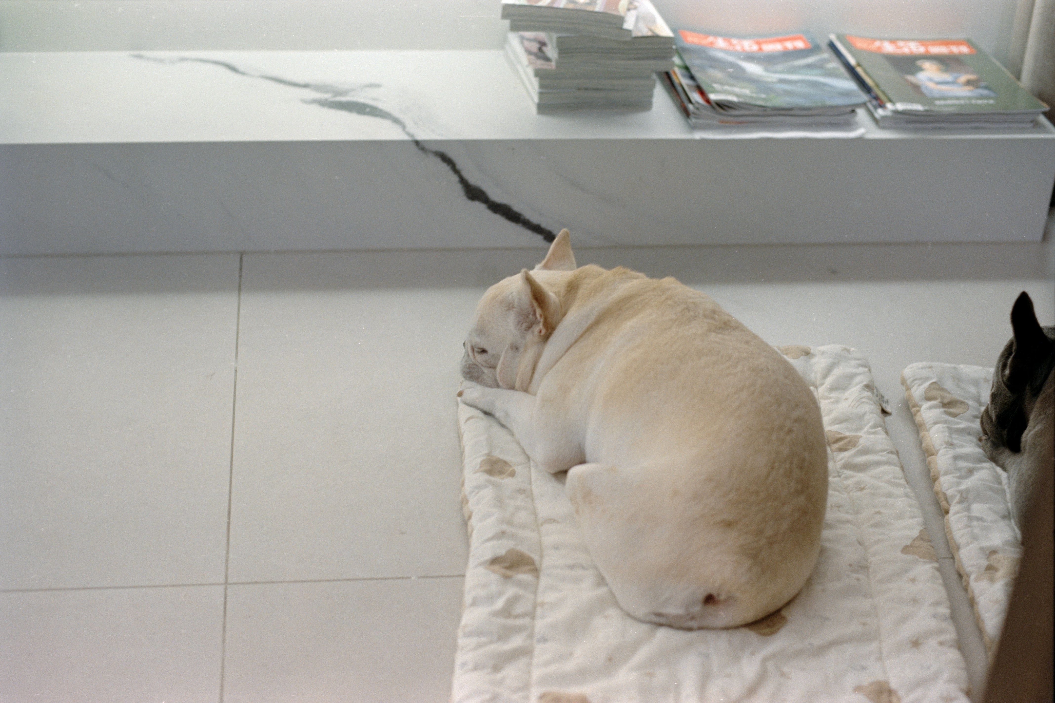 dog sleeping comfortably in new rental - Furnished pet friendly rentals
