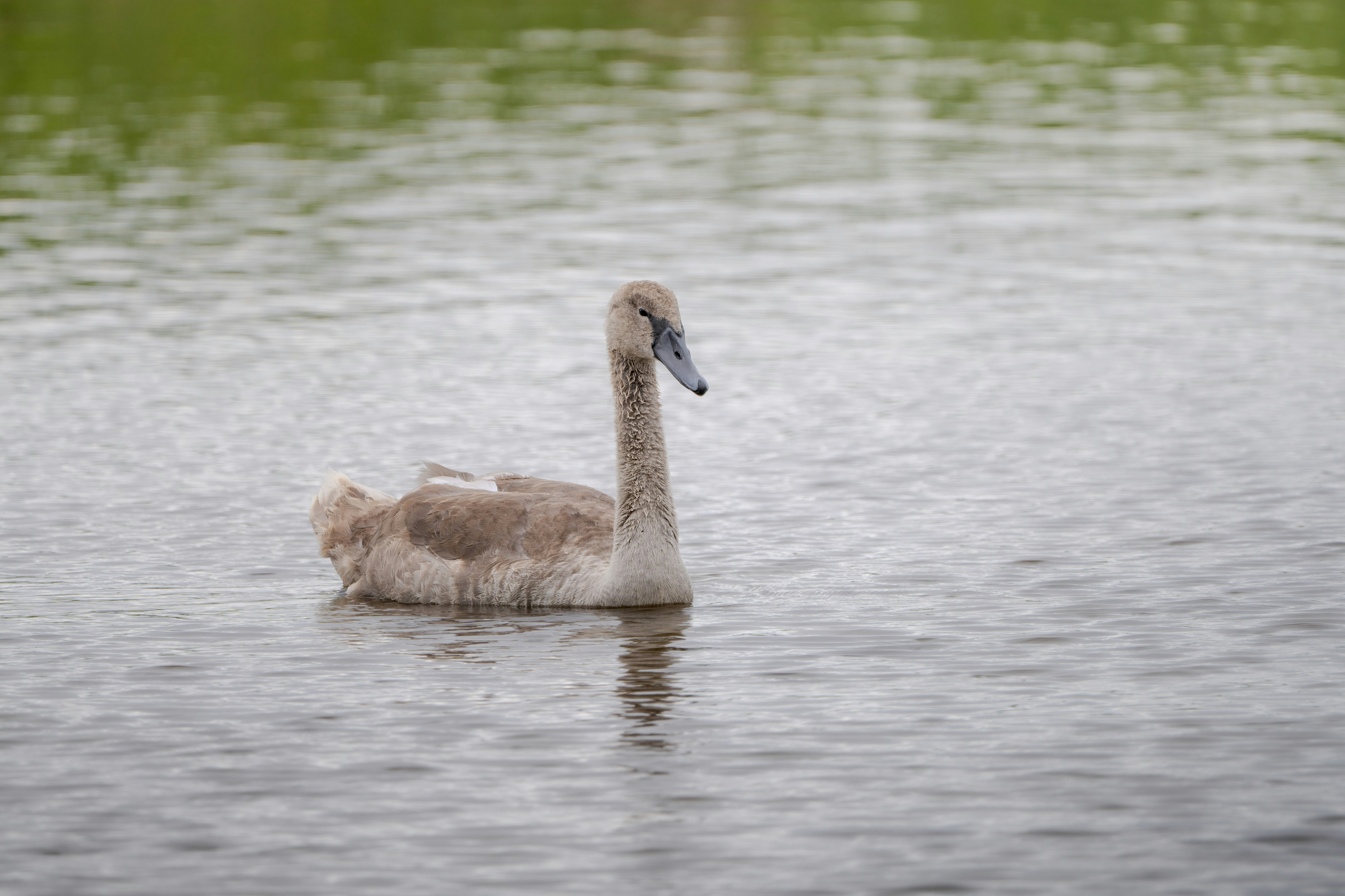 Photo by ronan_hello