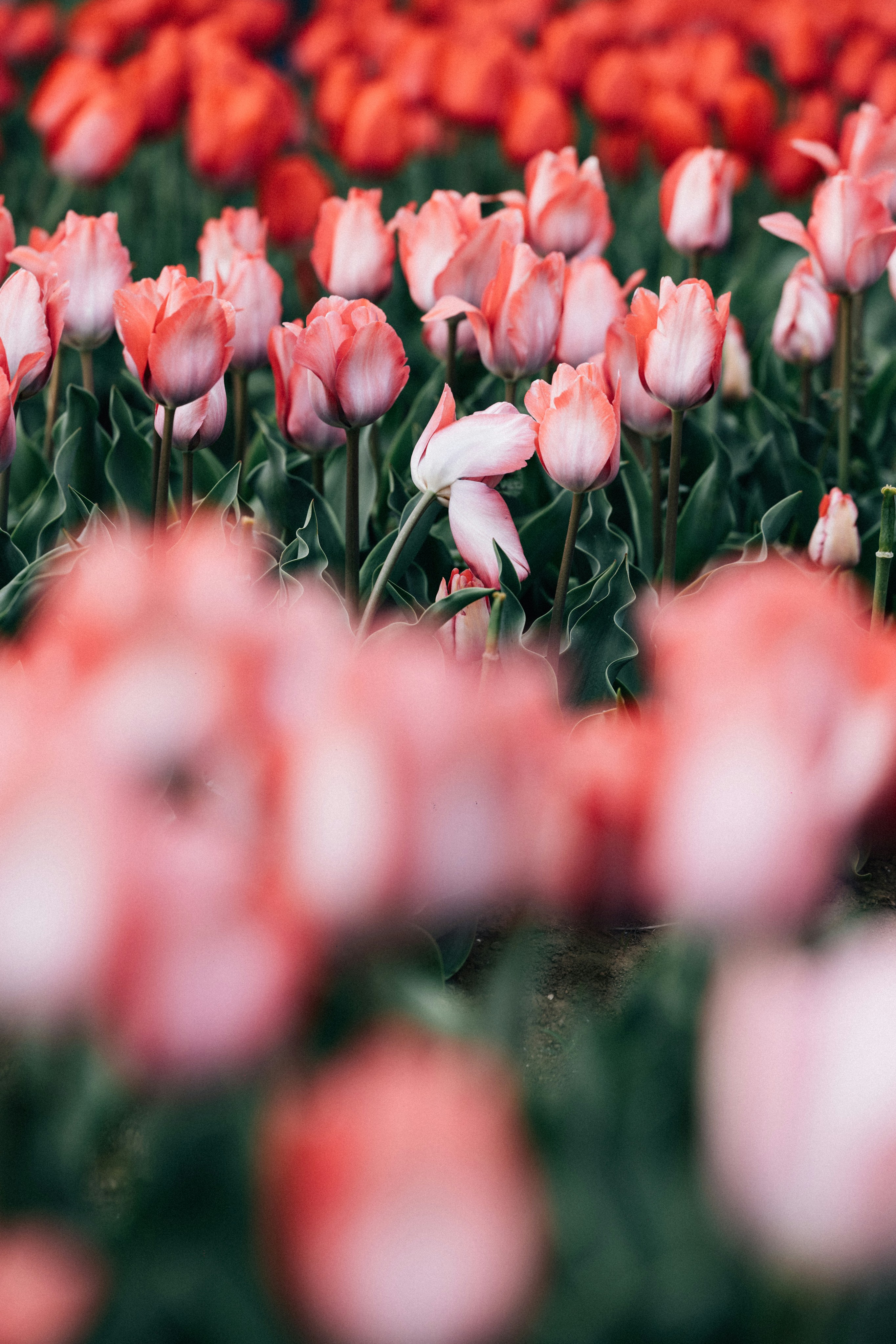 Photo by tsuyoshikozu