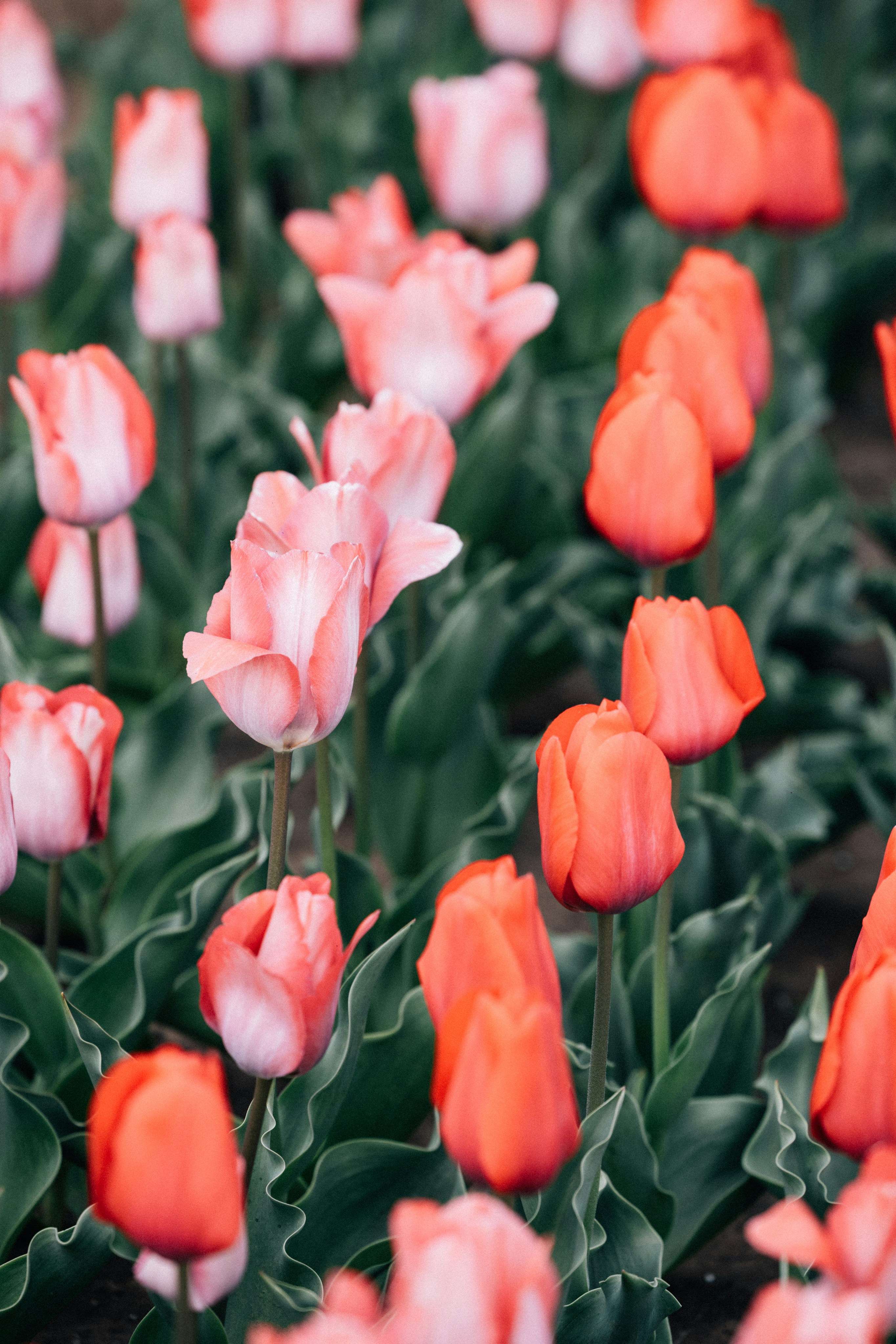 Photo by tsuyoshikozu