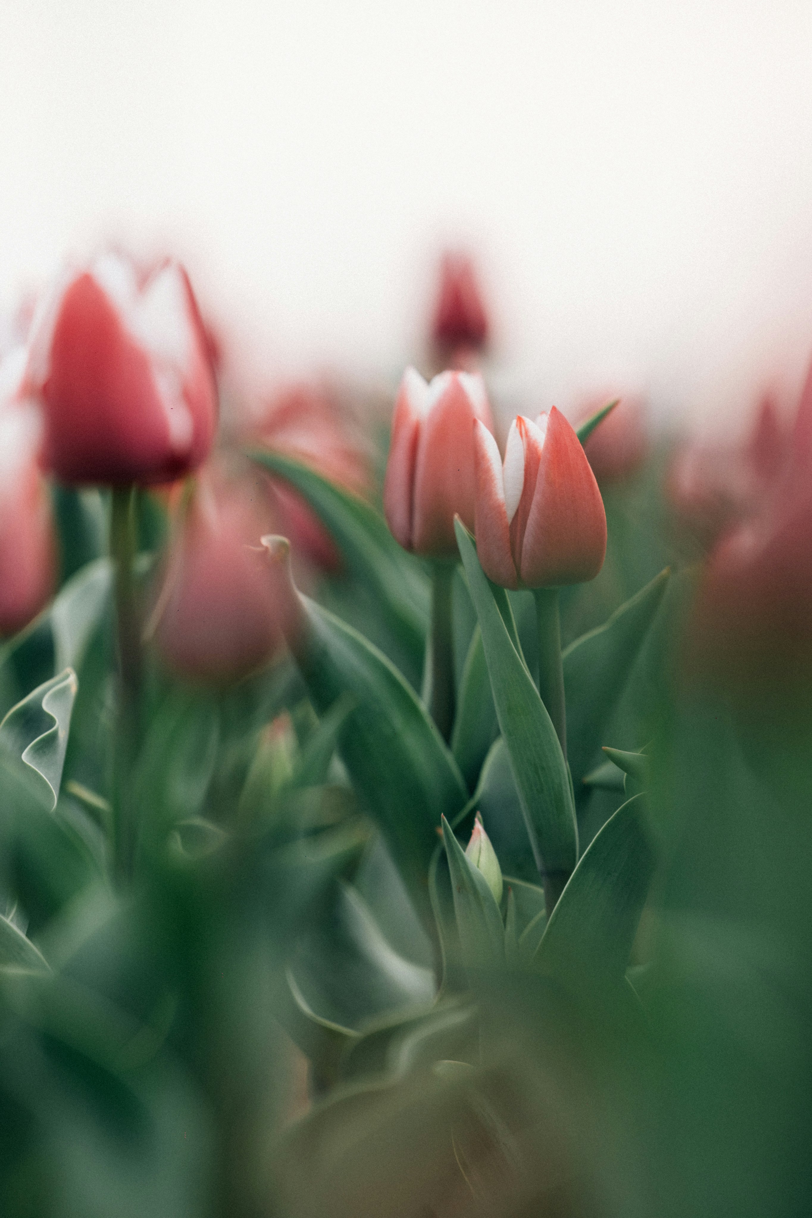 Photo by tsuyoshikozu