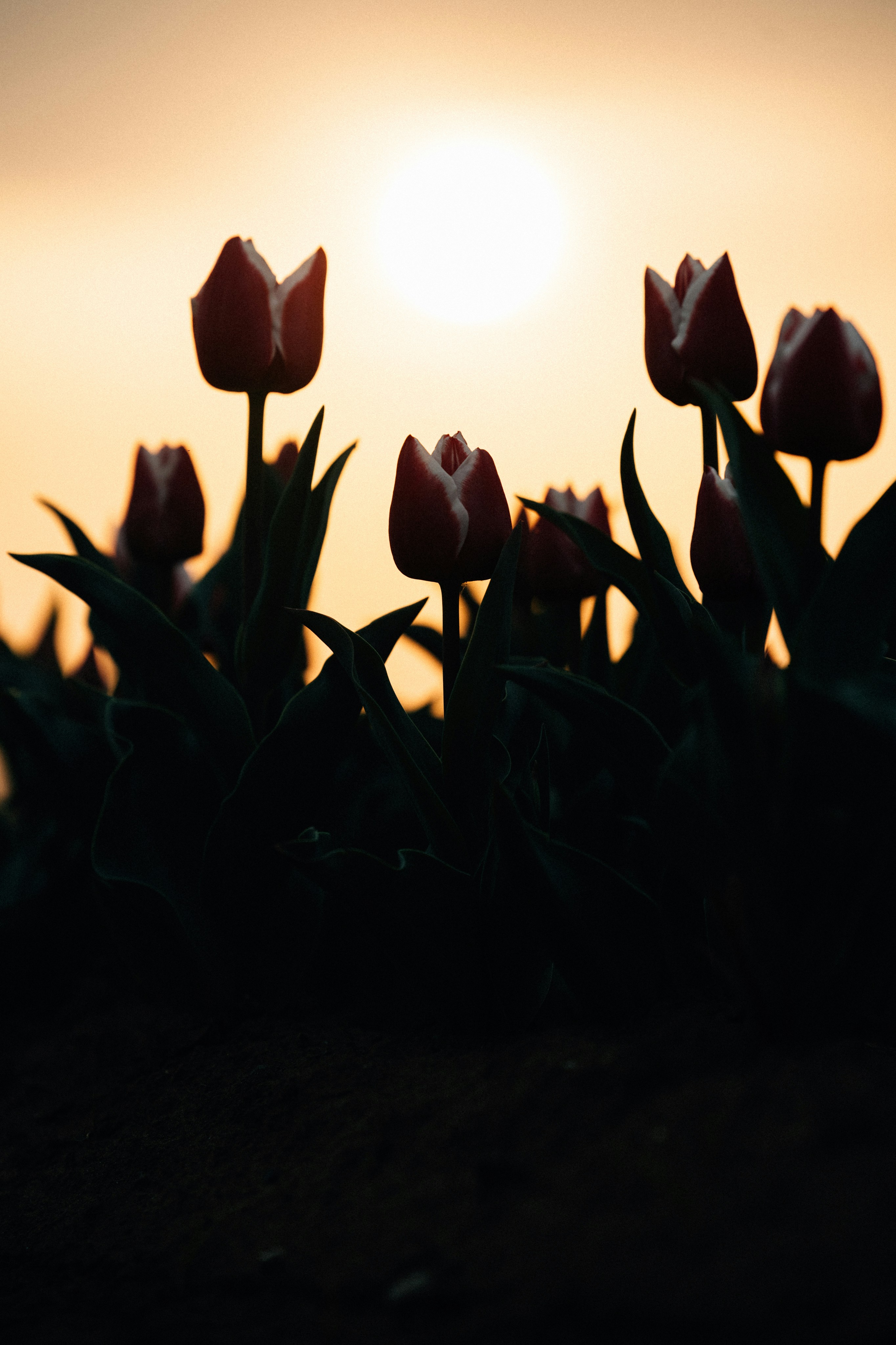 Tulips silhouetted against the sunset. photo – Free Japan Image on Unsplash, image size:3000x4499
