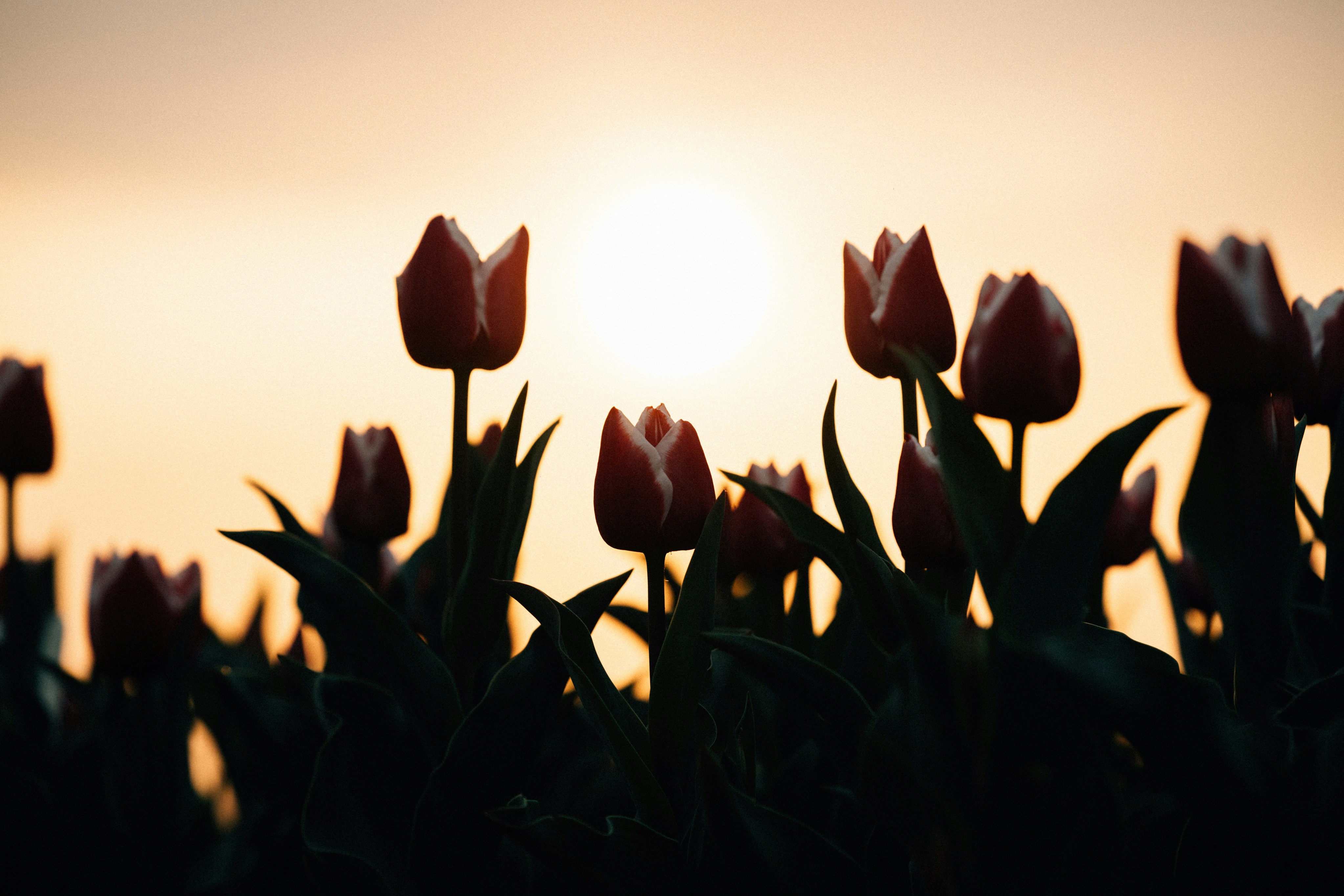 Photo by tsuyoshikozu